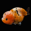 Jumbo Ranchu Calico 4.5"-5" in. ID#911R8A-013