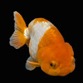 Ranchu Red White 4"-4.5"in. ID#821R4A-057