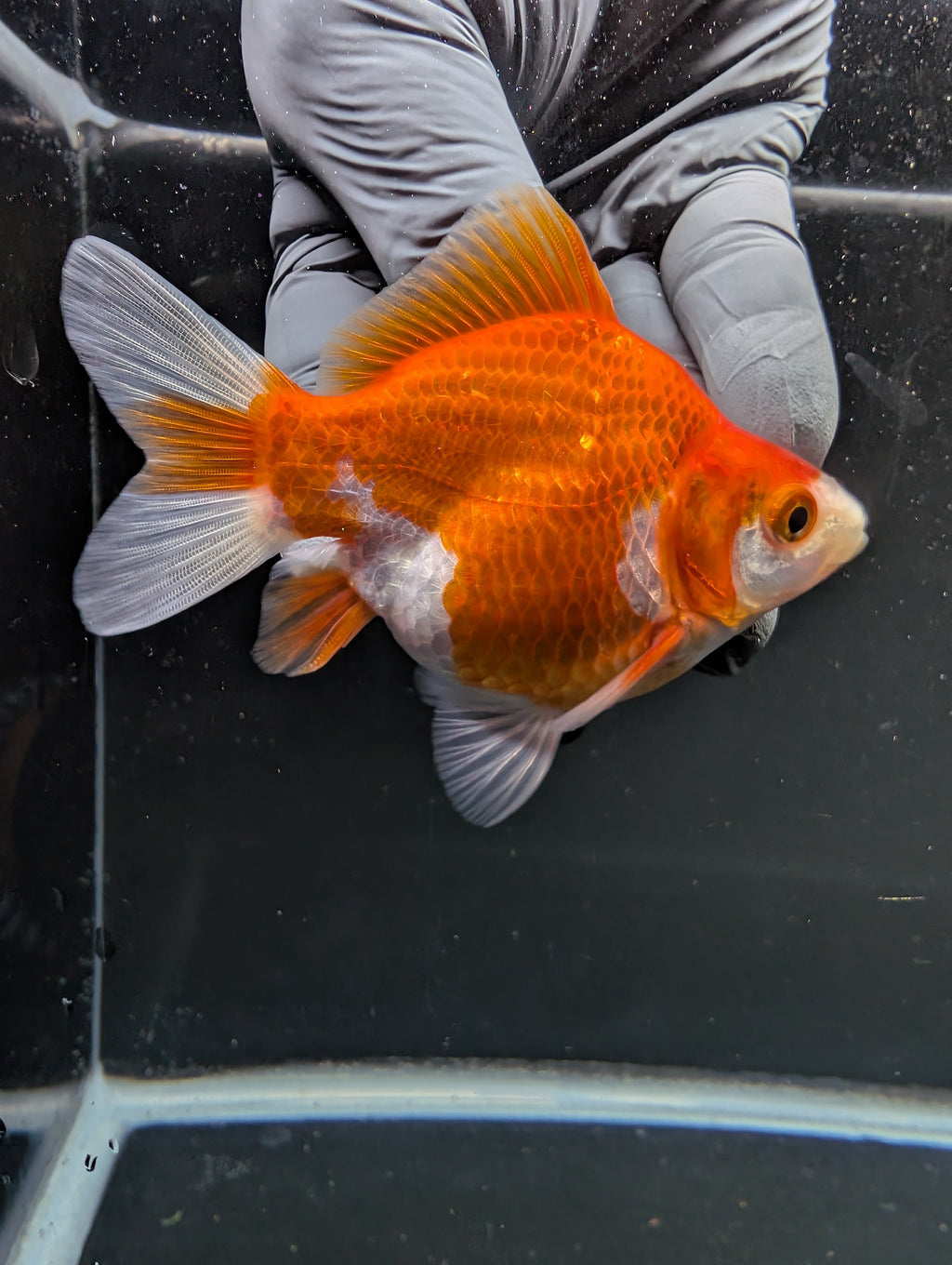 Tamasaba Red White 3"-3.5" in. ID#1009TM1B-005