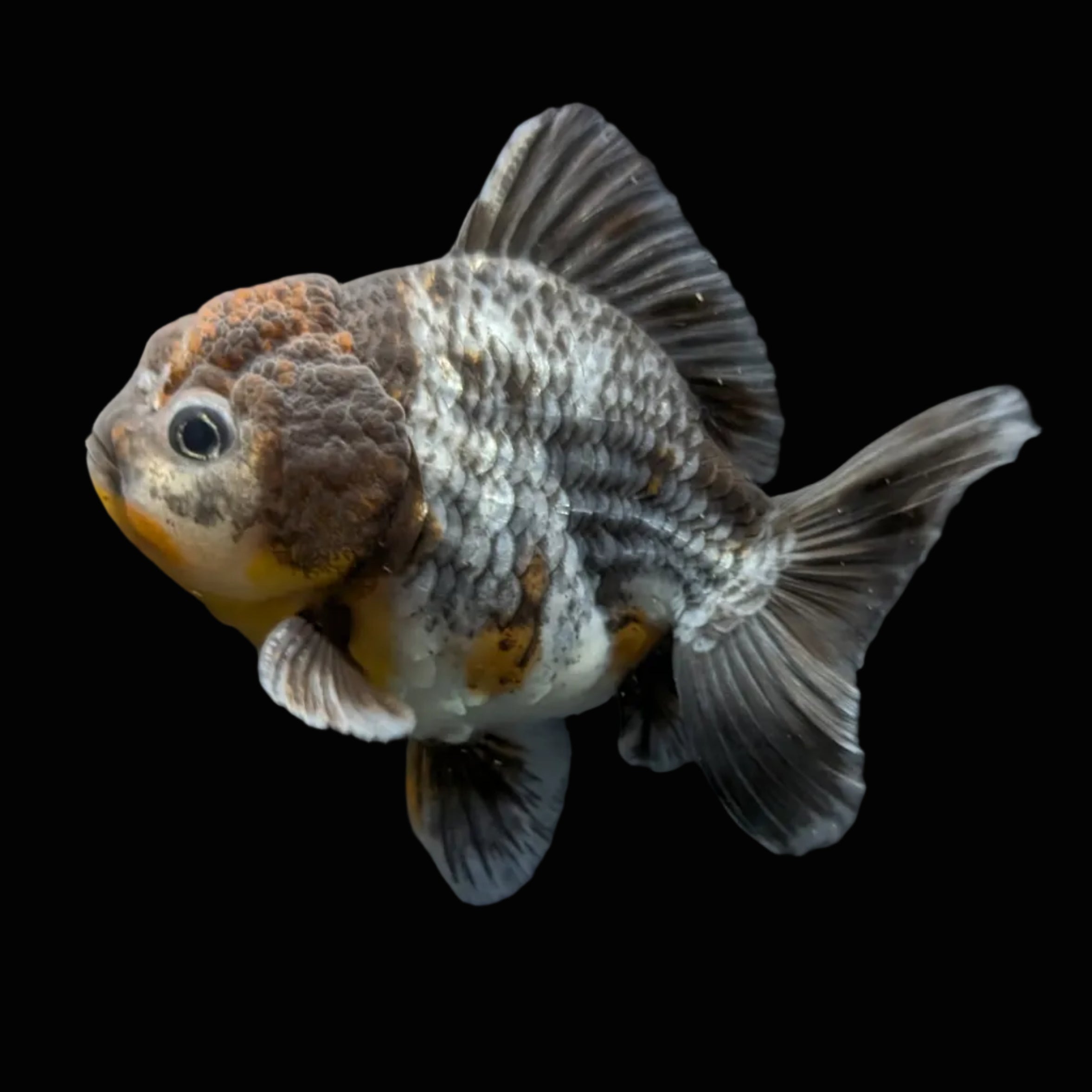 Thai Oranda Shogun Kirin Calico 4" in. ID#626SG7A-001