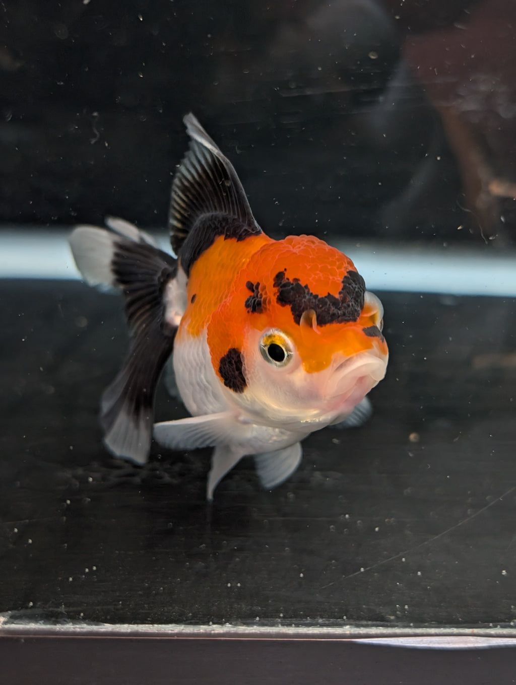 Juvenile Oranda Tricolor 3.5"-4" in.  ID#410T8A-017