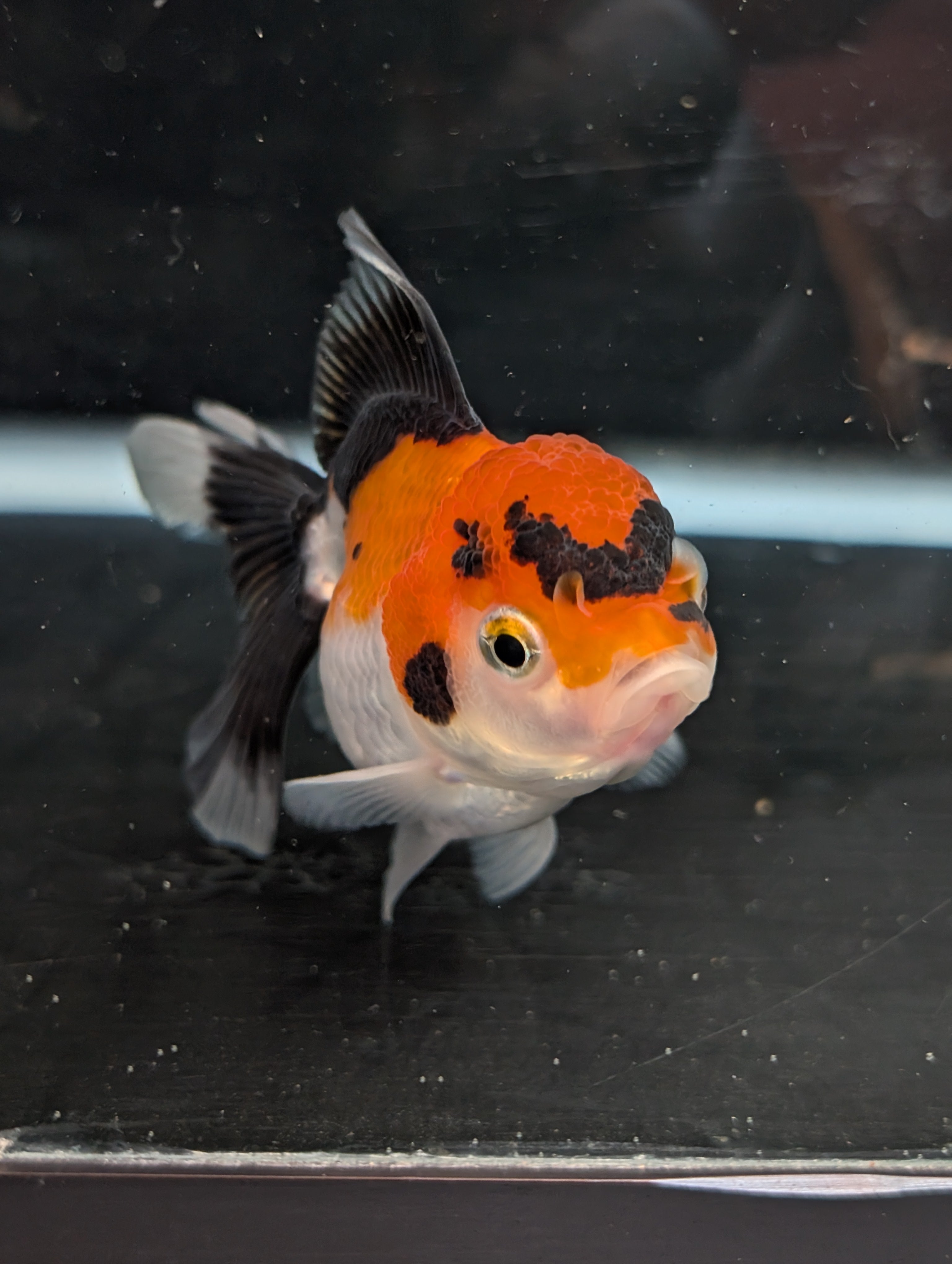 Juvenile Oranda Tricolor 3.5"-4" in.  ID#410T8A-017