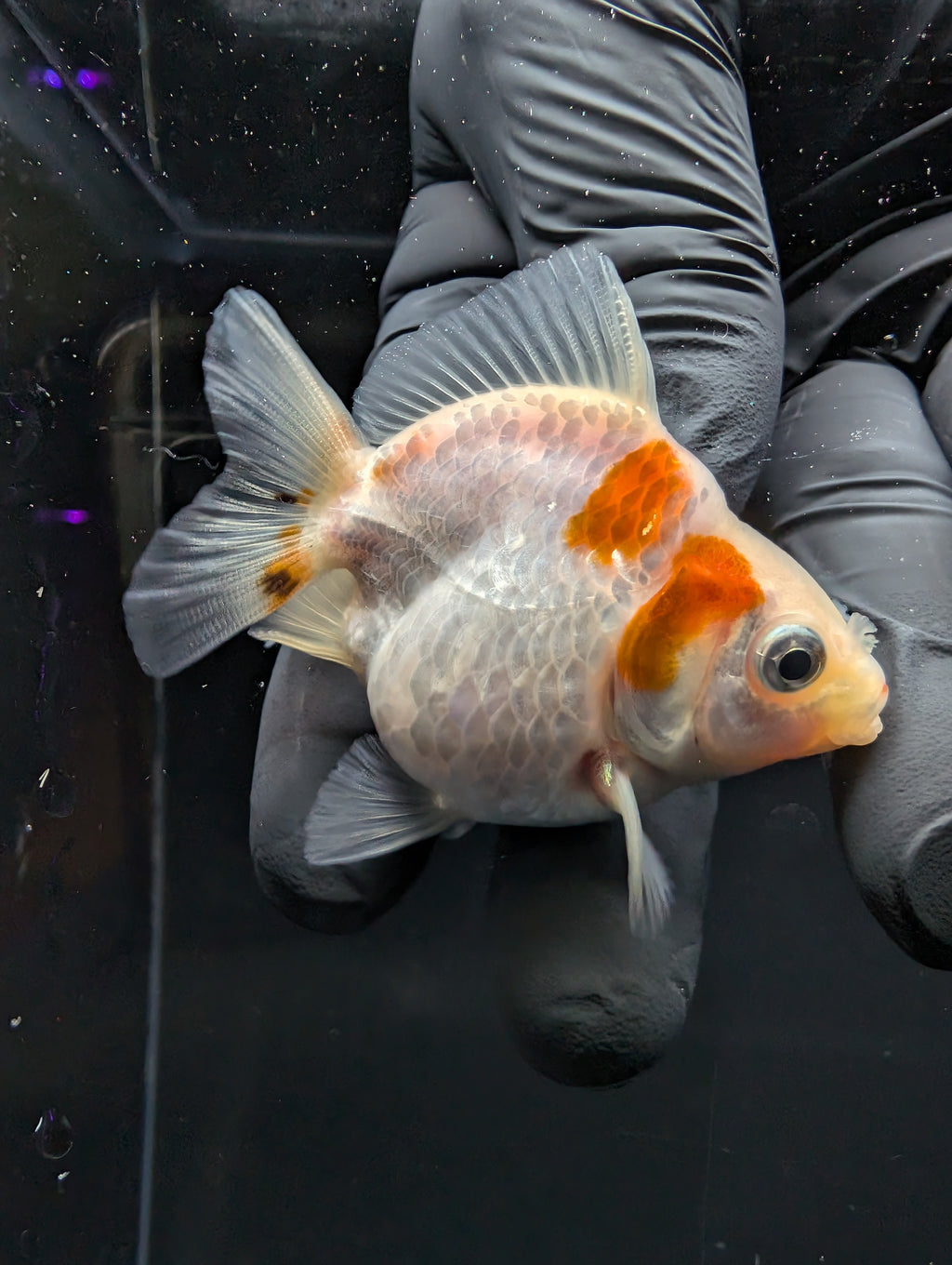 Baby Thai Shogun Oranda Red White 2"-2.5" in. ID#1016BSG11A-004