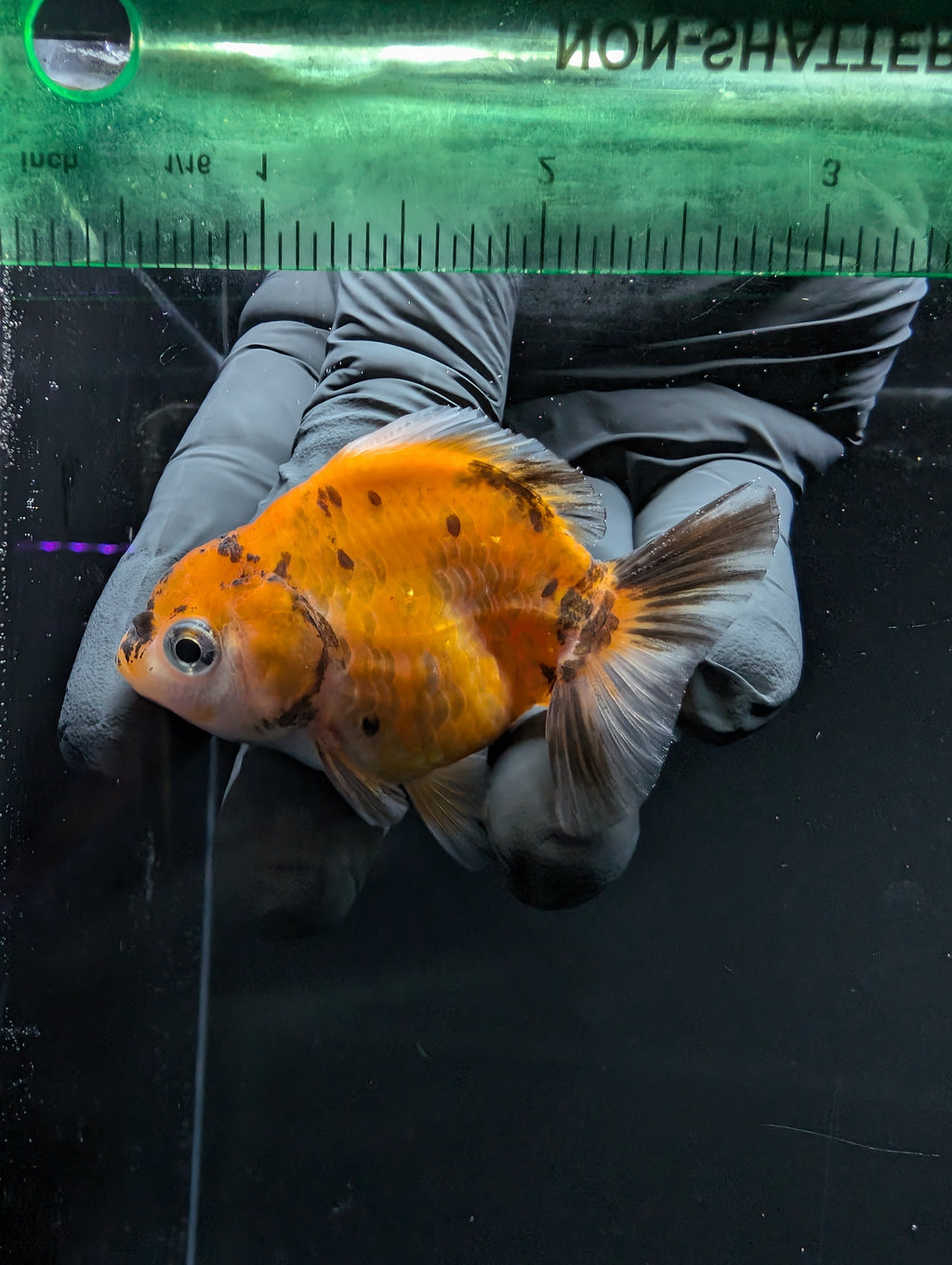 Baby Thai Shogun Oranda Calico 2"-2.5" in. ID#1016BSG11A-007