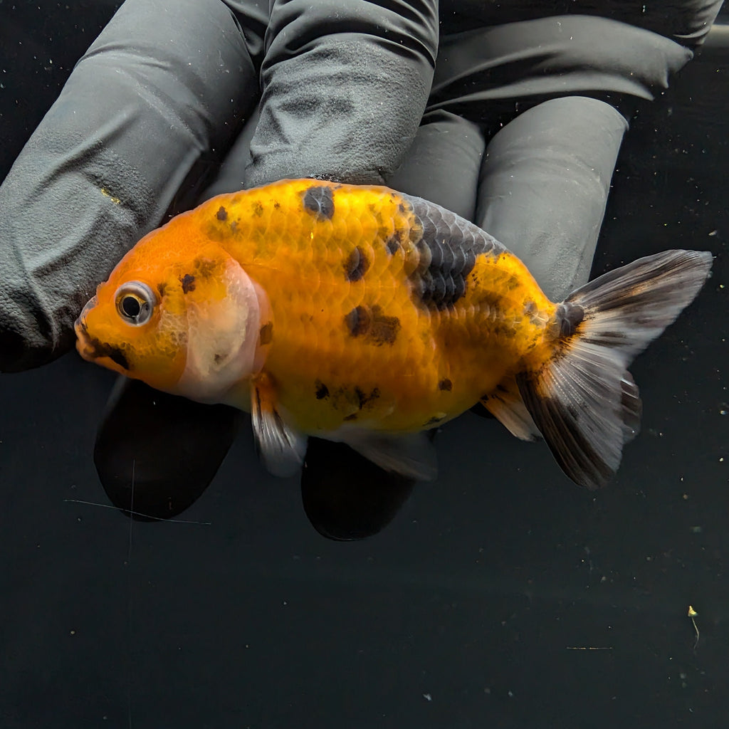 Ranchu Calico 2.5"-3" in. ID#717R4A-001