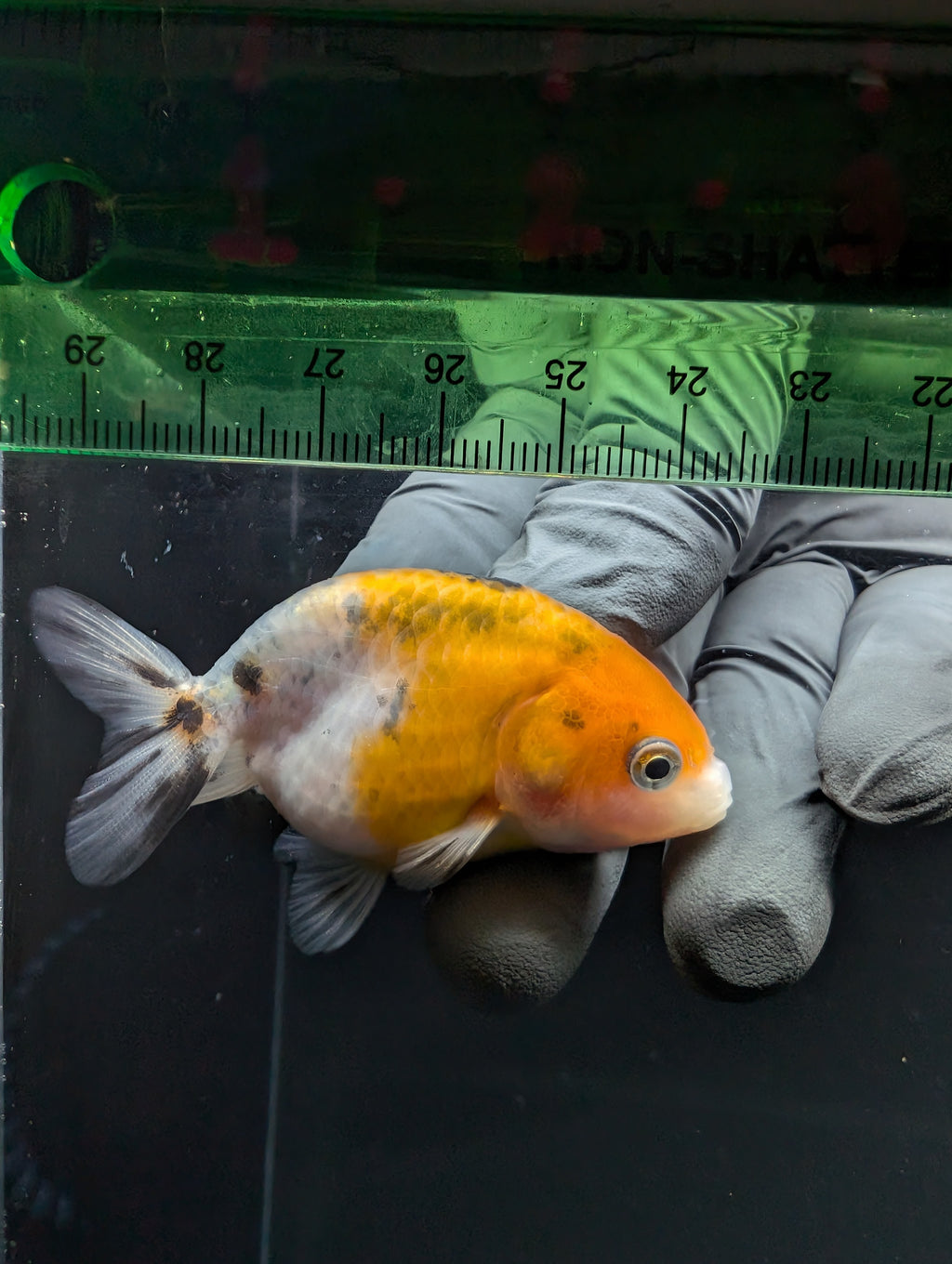 Ranchu Calico 2.5"-3" in. ID#717R4A-010