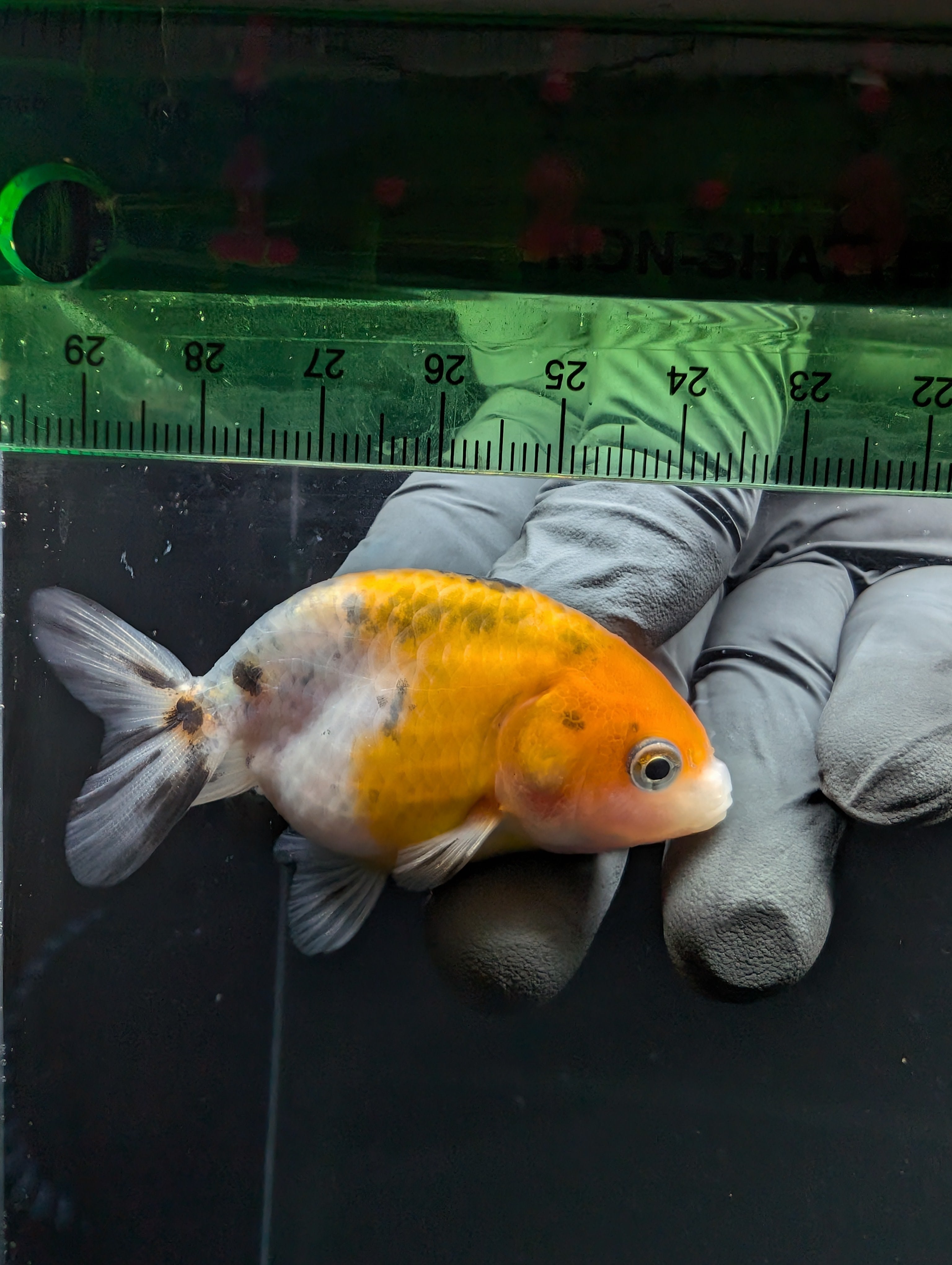 Ranchu Calico 2.5"-3" in. ID#717R4A-010