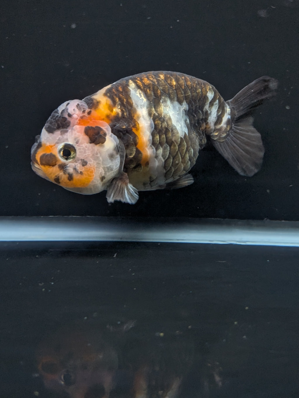Jumbo Ranchu Heavy Ink Calico 4"-4.5" in. ID#918R8A-072