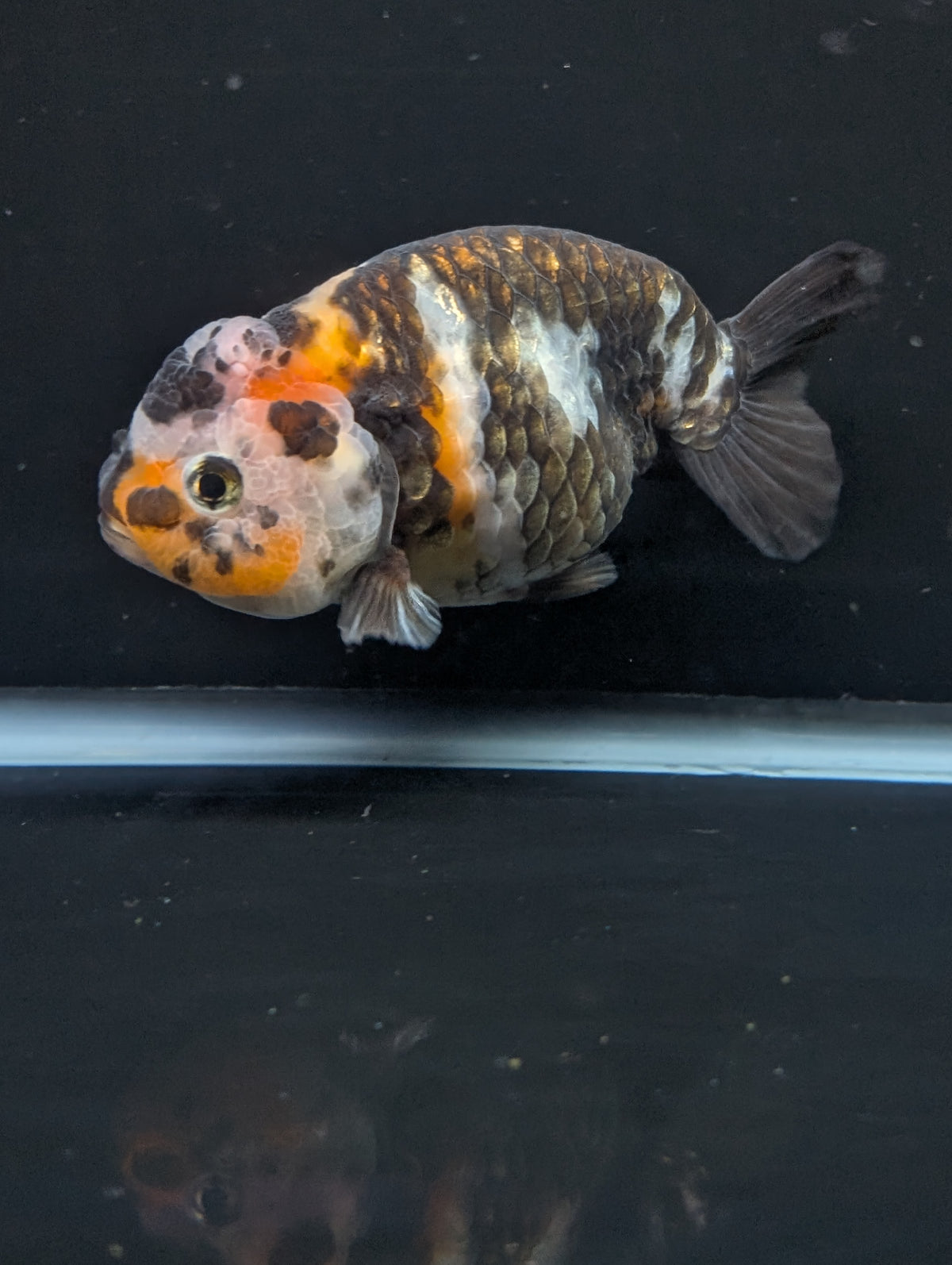 Jumbo Ranchu Heavy Ink Calico 4"-4.5" in. ID#918R8A-072