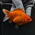 Tamasaba Sakura 3"-3.5" in. ID#1009TM1B-003