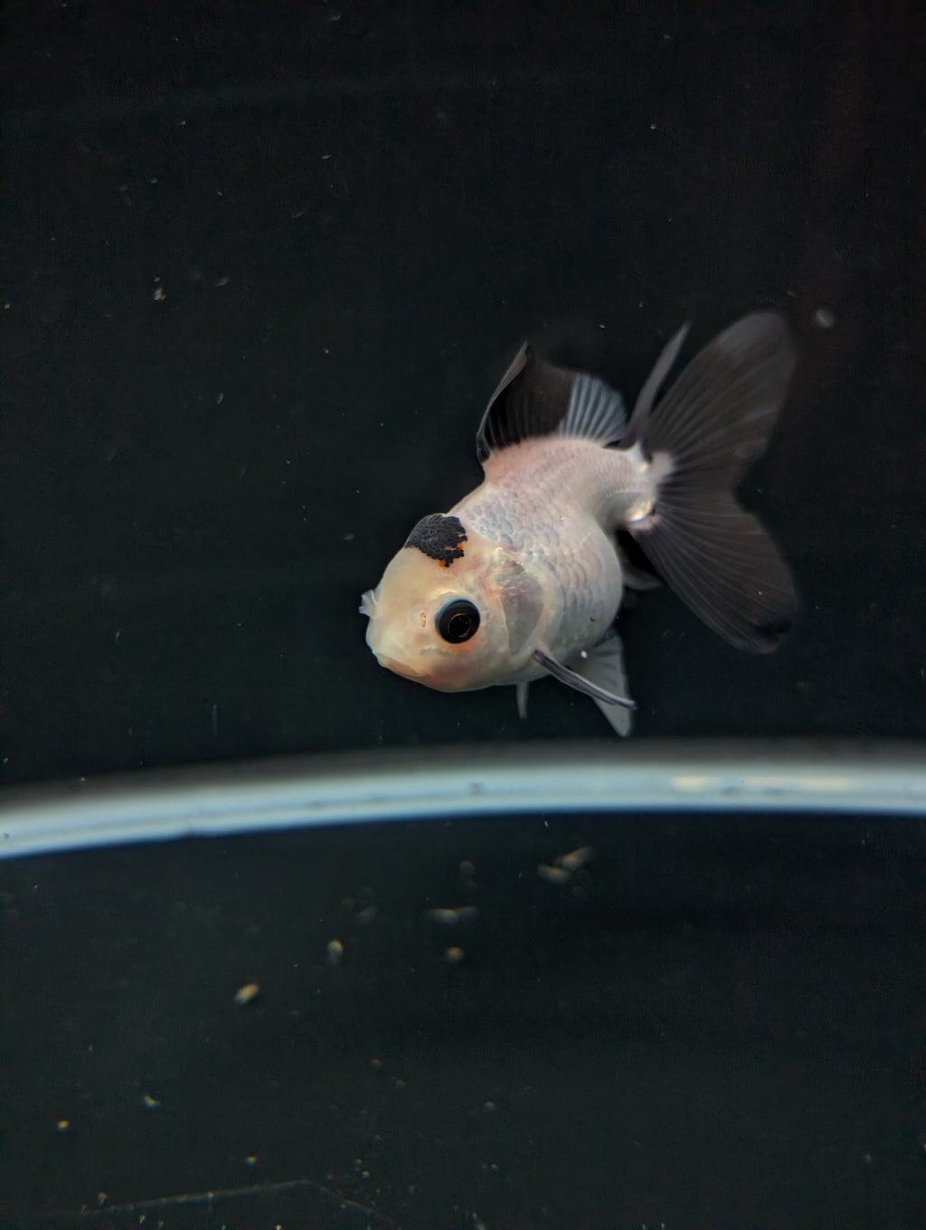 Juvenile Oranda Panda  3.5"-4" in.  ID#501T2A-013