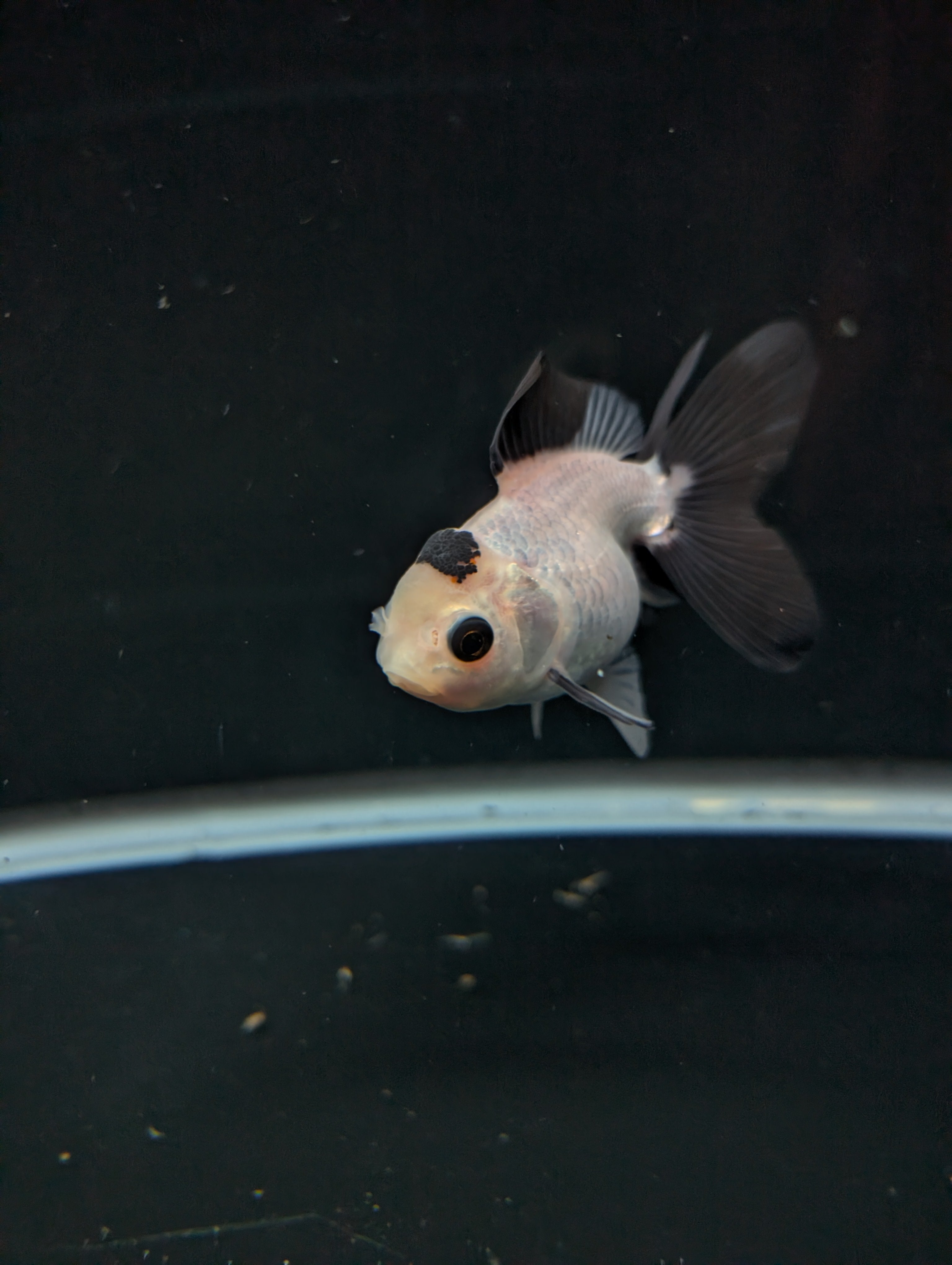 Juvenile Oranda Panda  3.5"-4" in.  ID#501T2A-013
