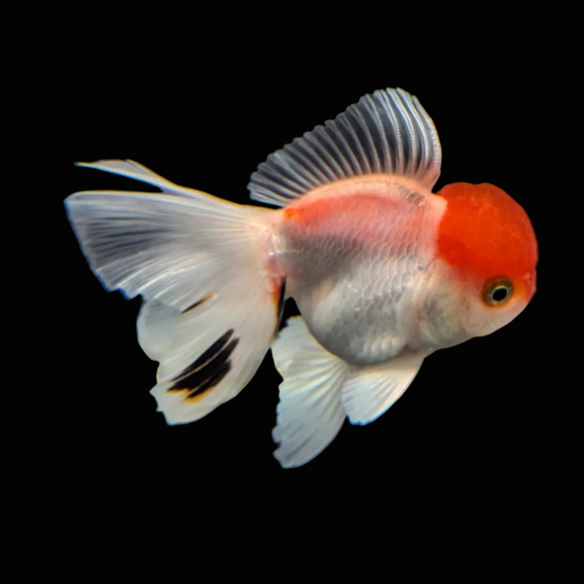 Juvenile Oranda Red Cap 3.5"-4" in.  ID#320T13b-015