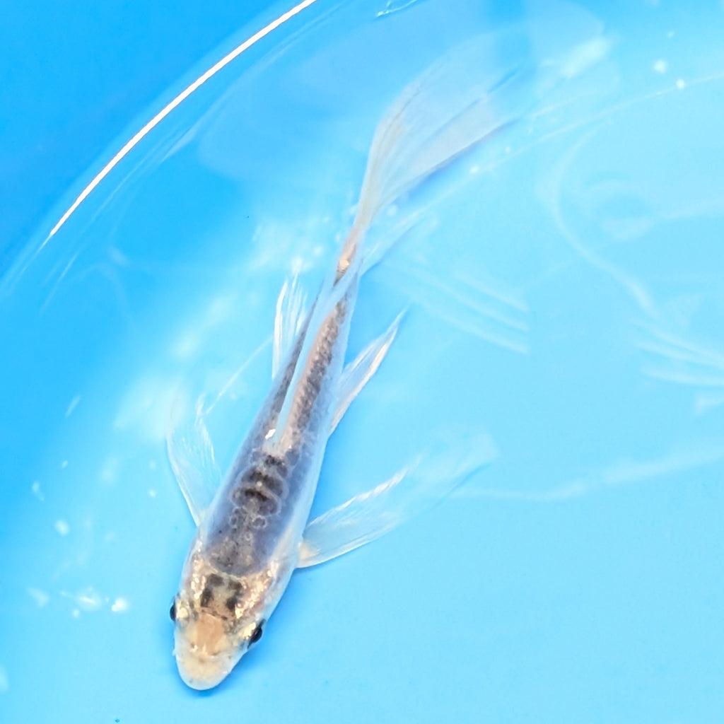 Blue Shusui Butterfly Koi  5"-6" in. ID#727BFK-005