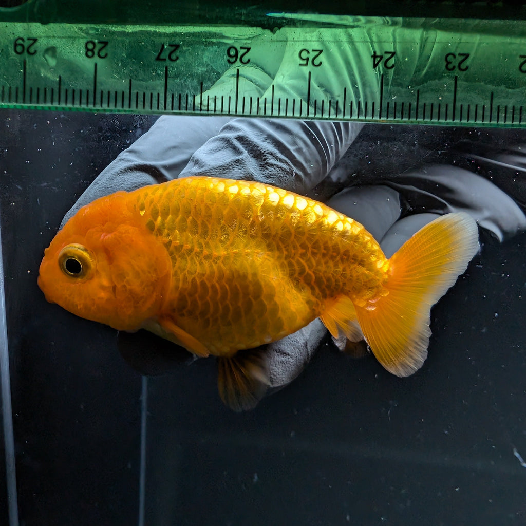 Ranchu Red White 2.5"-3" in. ID#724R4A-027