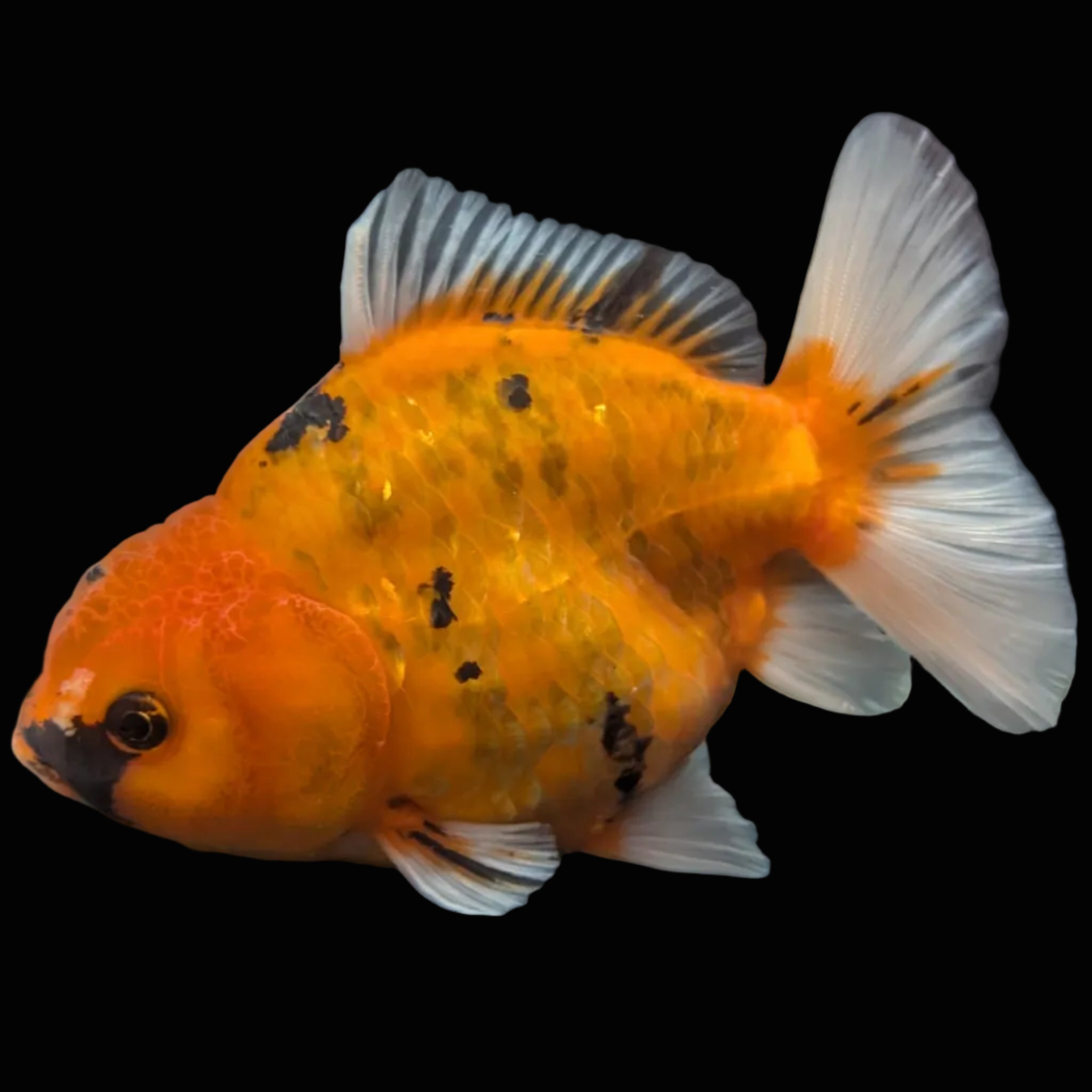 Jumbo Oranda Yuan Bao Calico   4"-4.5"in. ID#807SB13A-007