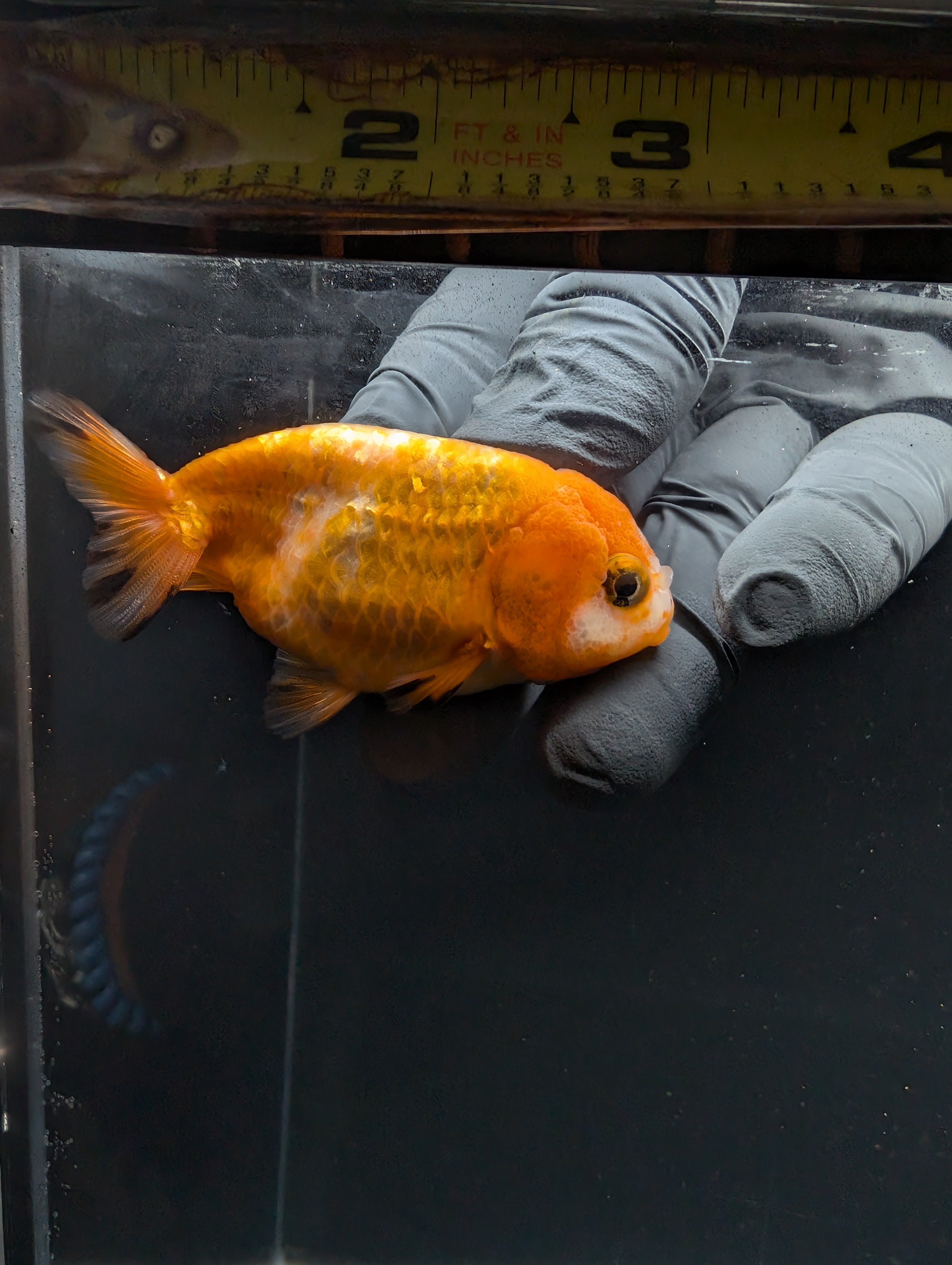 Baby Ranchu Red White 2.5"-3" in. ID#605R4A-075