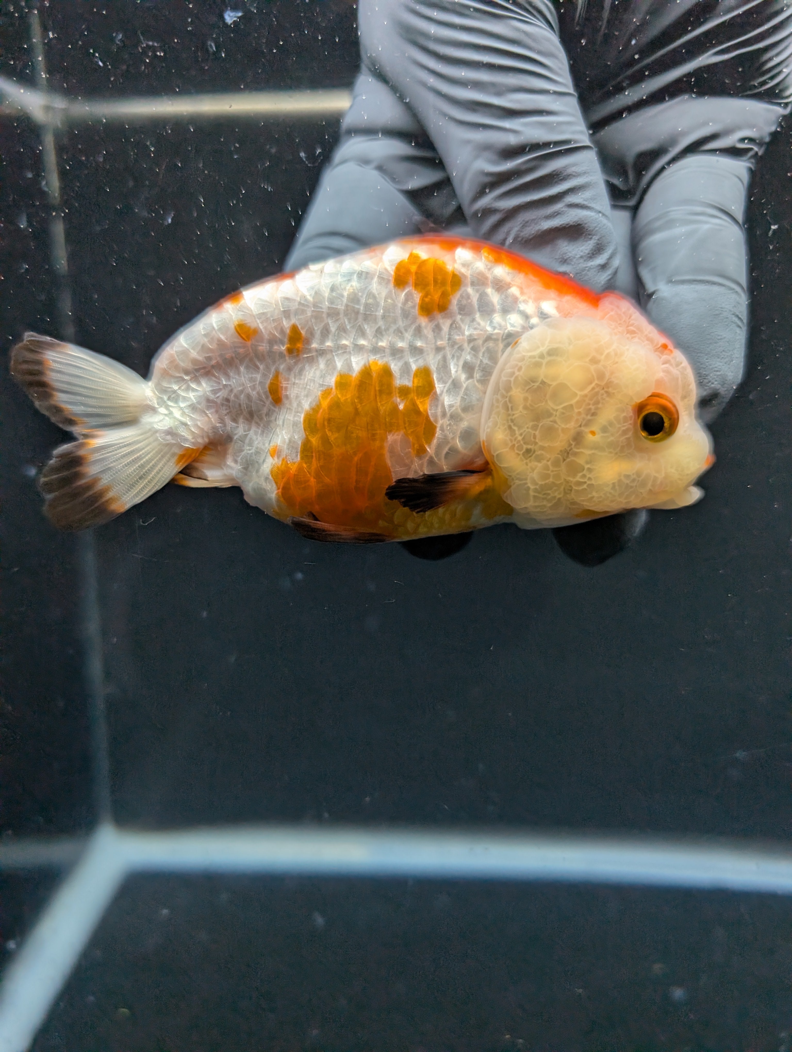 Ranchu Tricolor 4"in. ID#828R4A-027