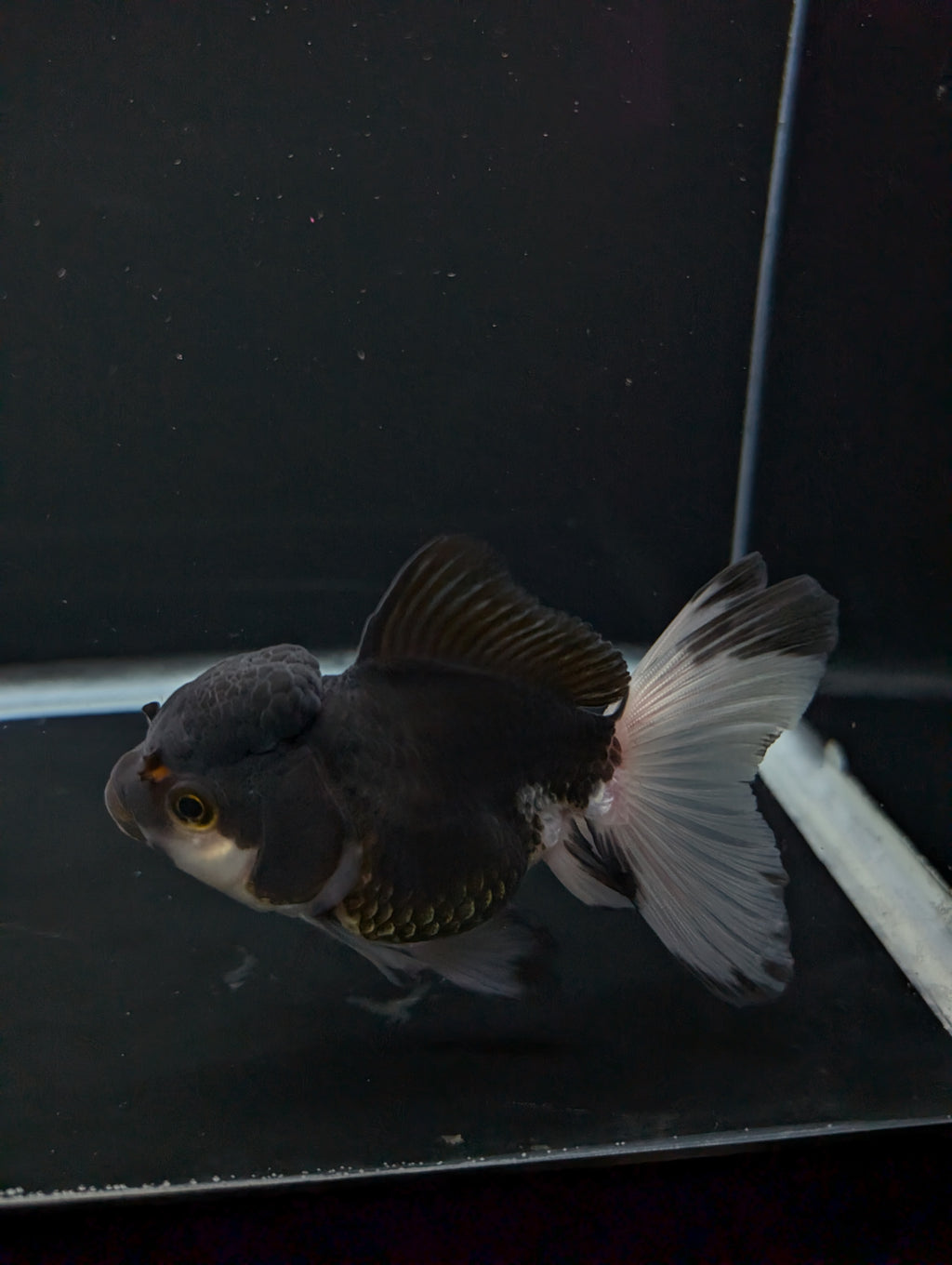 Thai Oranda Panda 4"-4.5"in.  ID#1023T1A-023