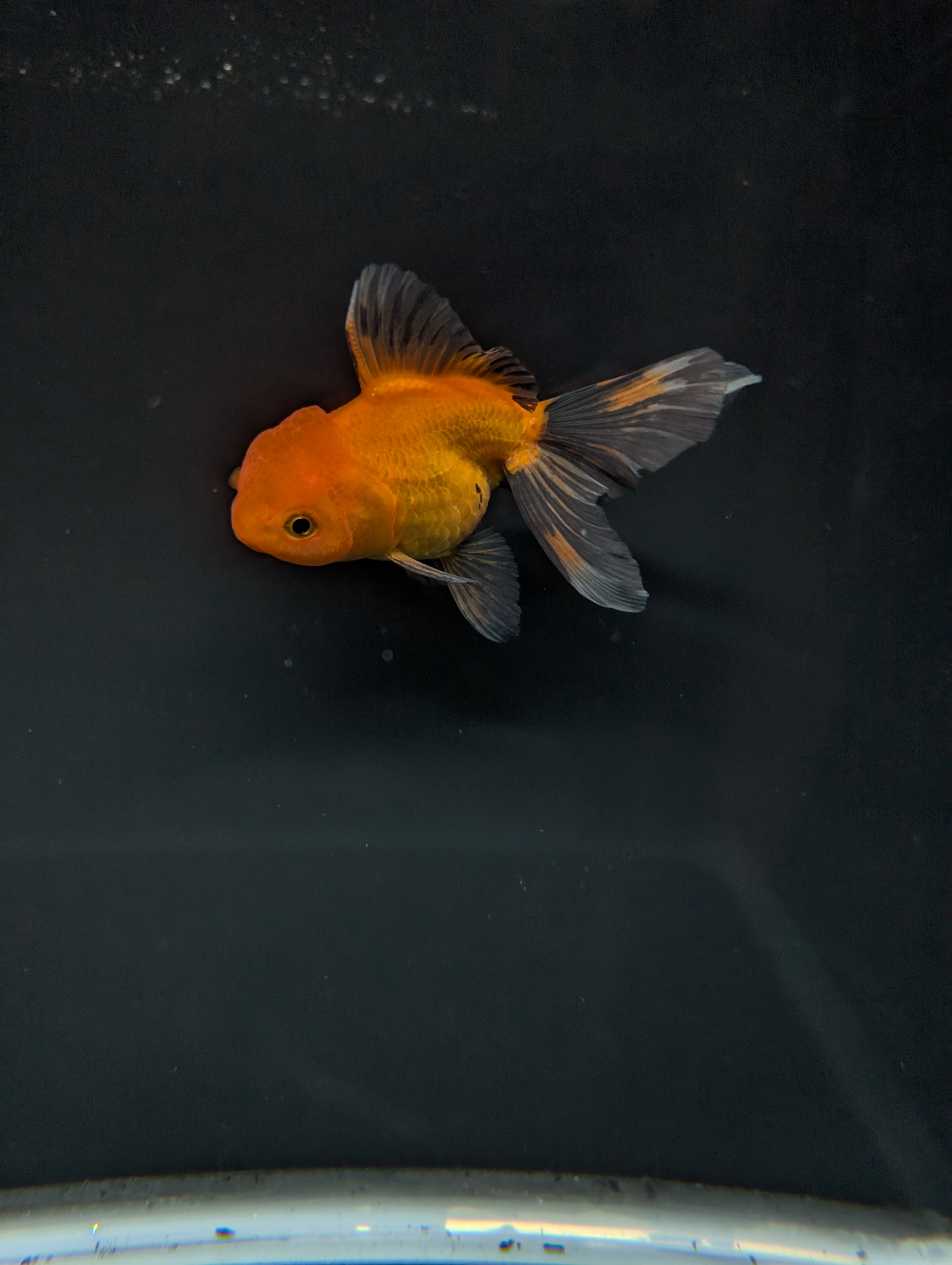 PEACH *Boss 501 Juvenile Oranda Tricolor 3.5"-4" in.  ID#501T2A-007