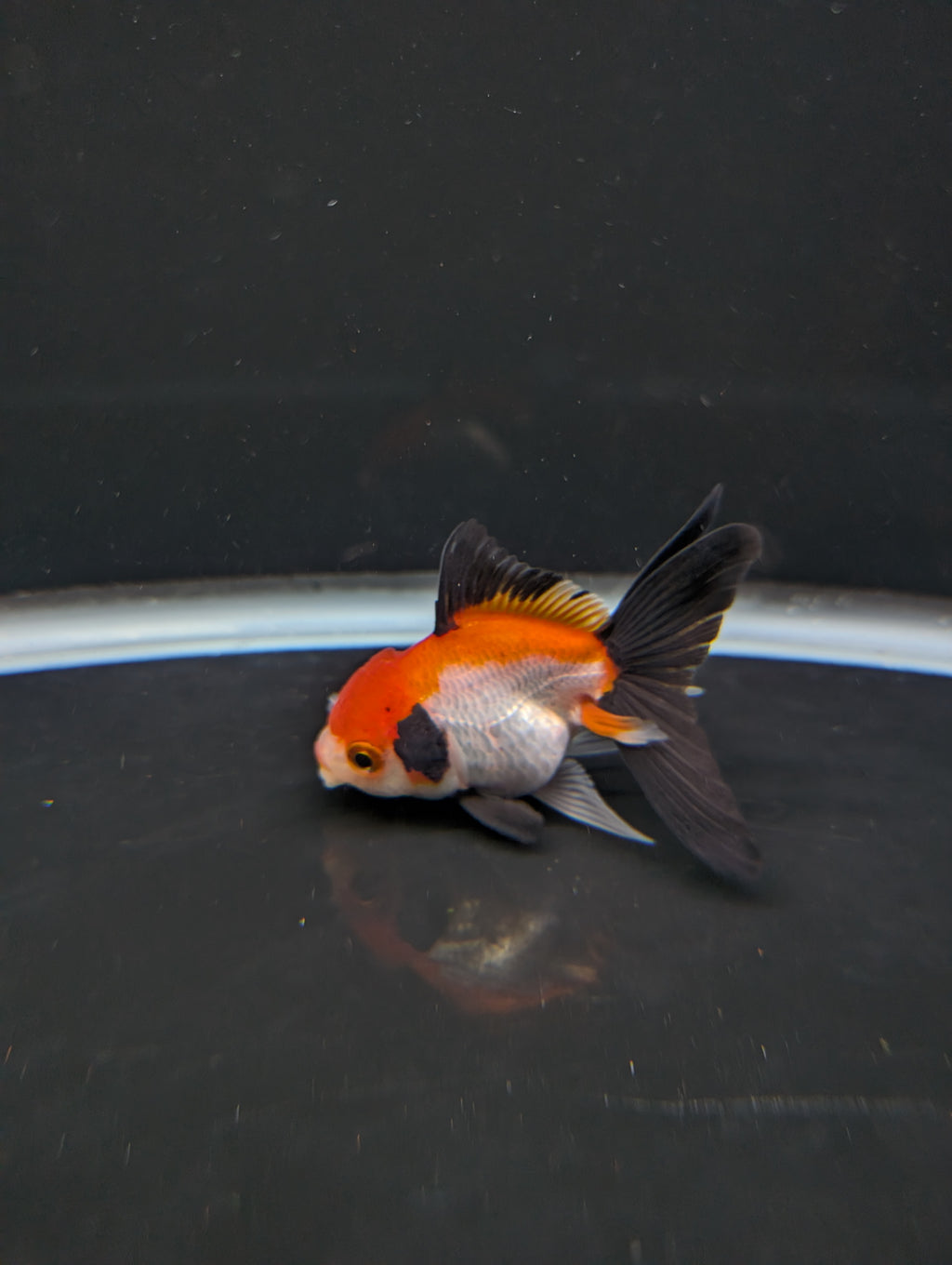 Juvenile Thai Oranda Tricolor 3"in.  ID#814T1A-009