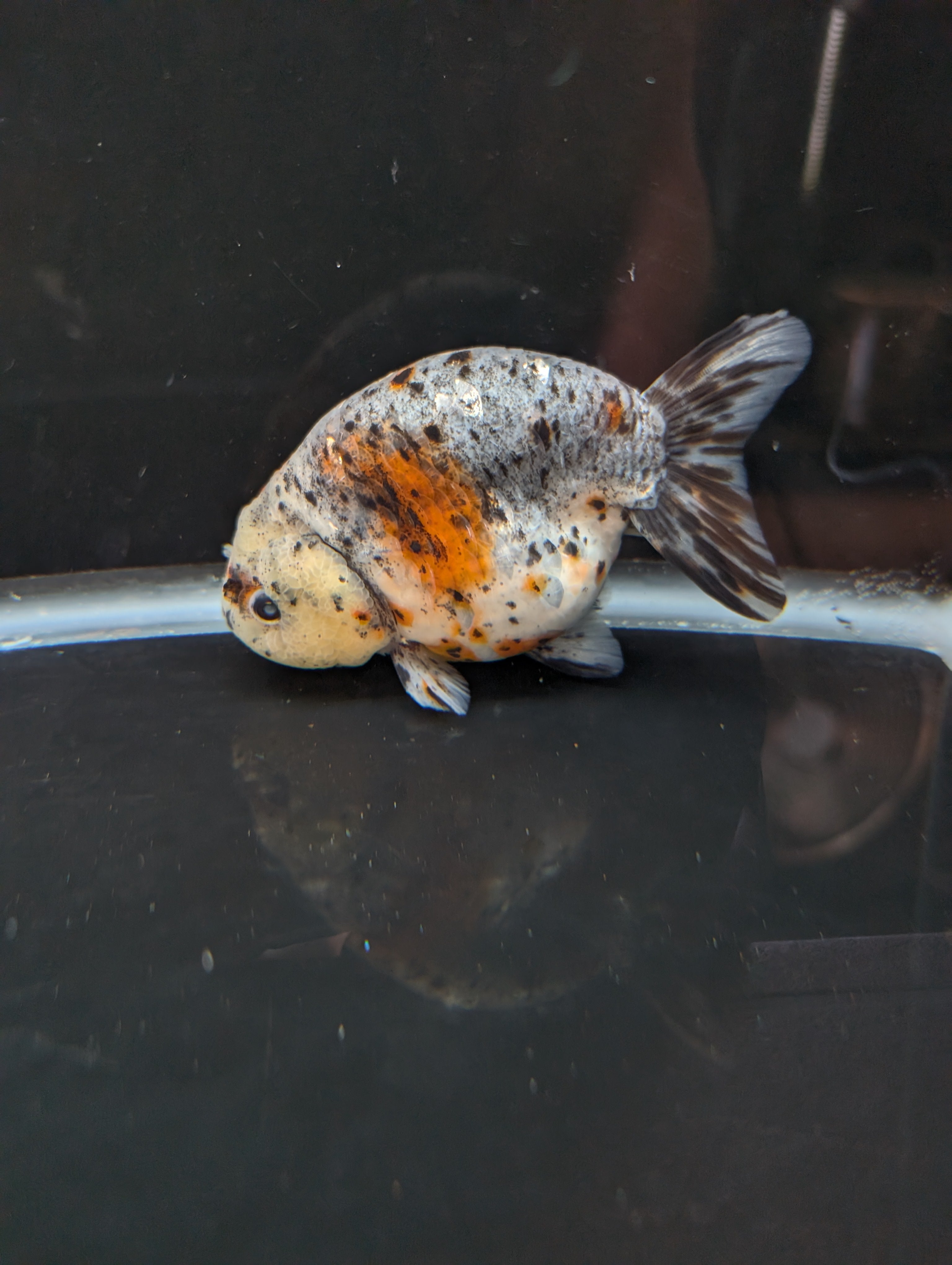 Jumbo Ranchu Kirin Calico 4.5"-5" in. ID#814R8A-025 Please See Notes.
