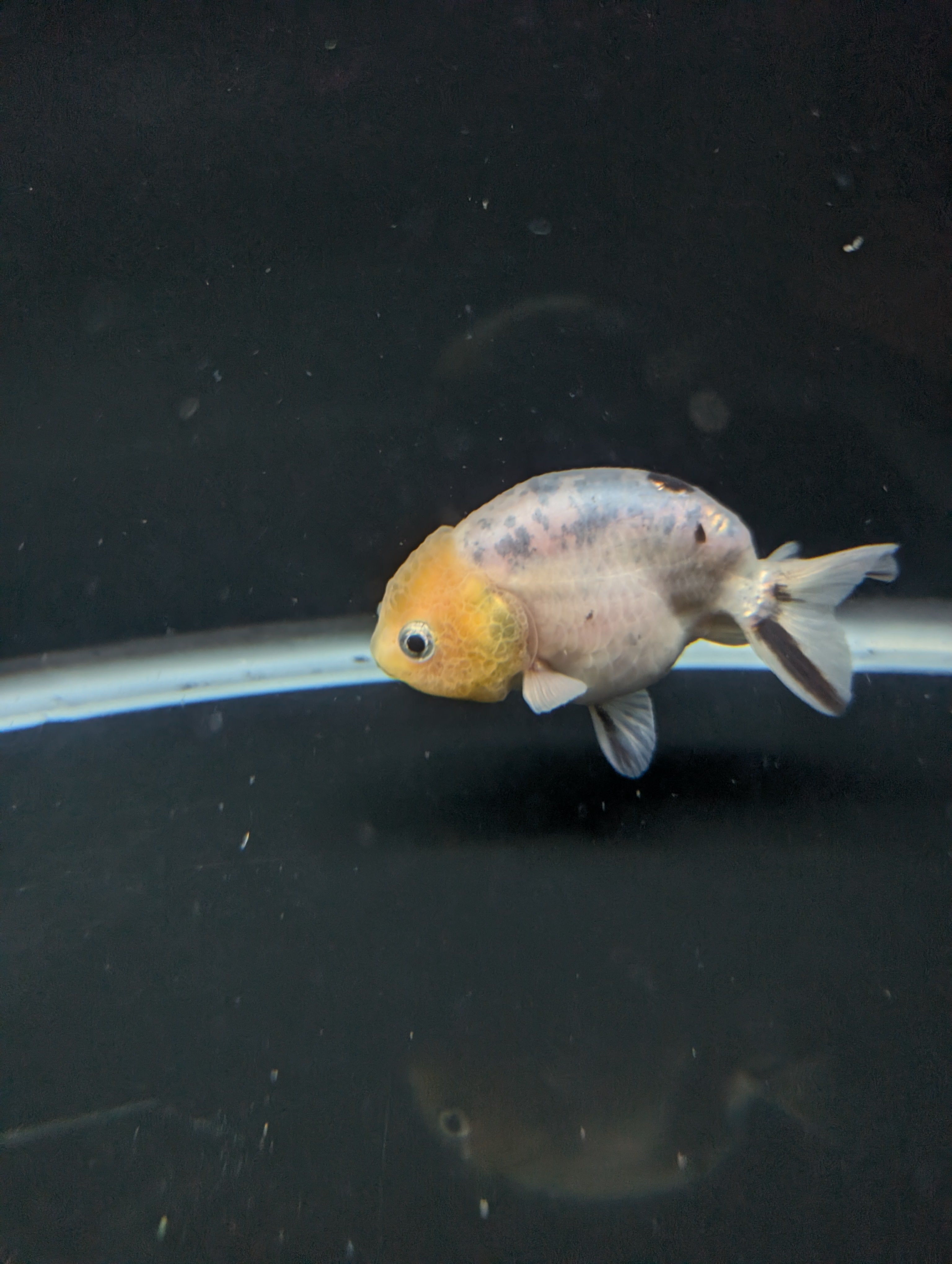 Ranchu Calico 3"-3.5" in. ID#501R13A-031