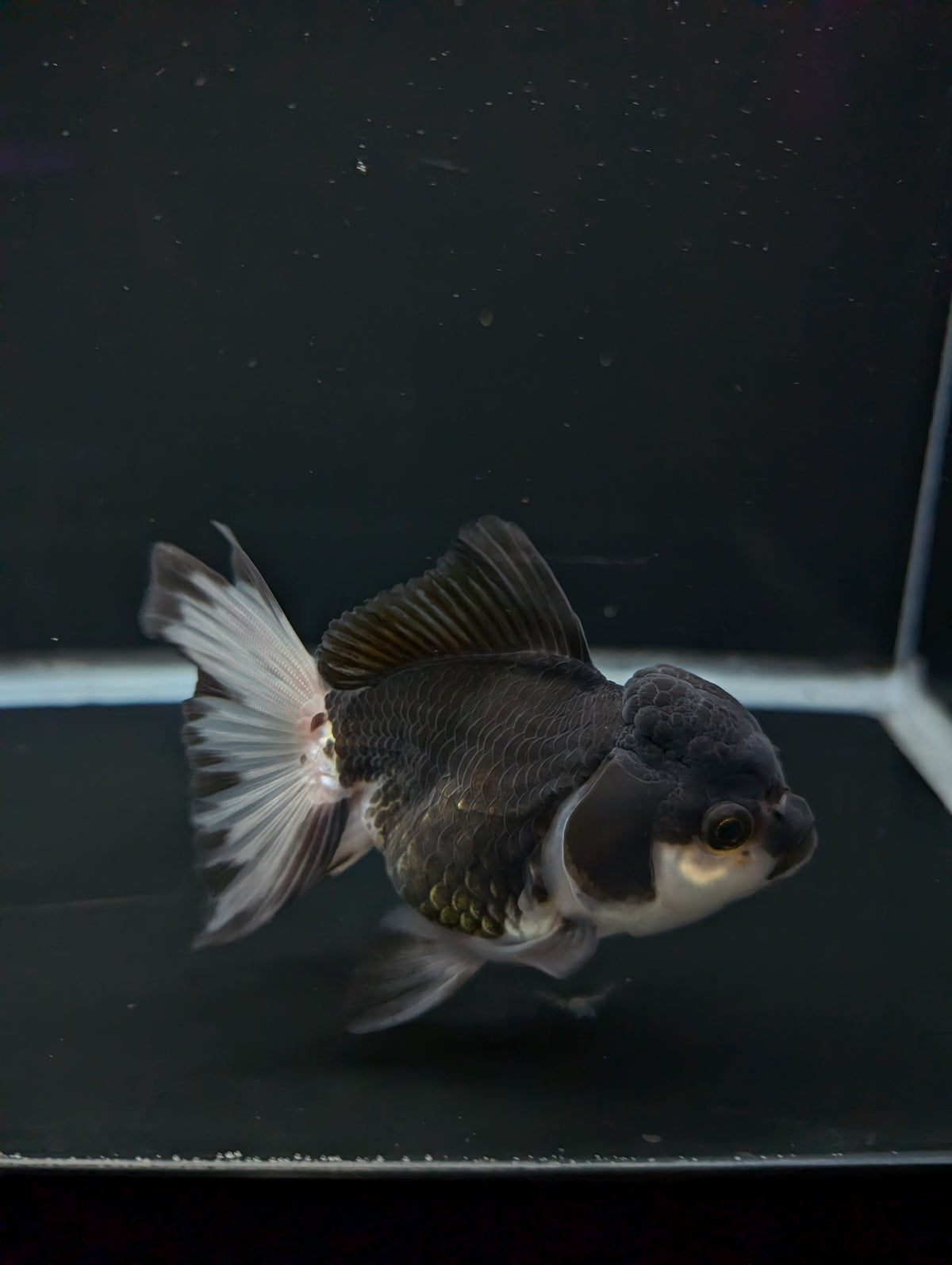 Thai Oranda Panda 4"-4.5"in.  ID#1023T1A-023