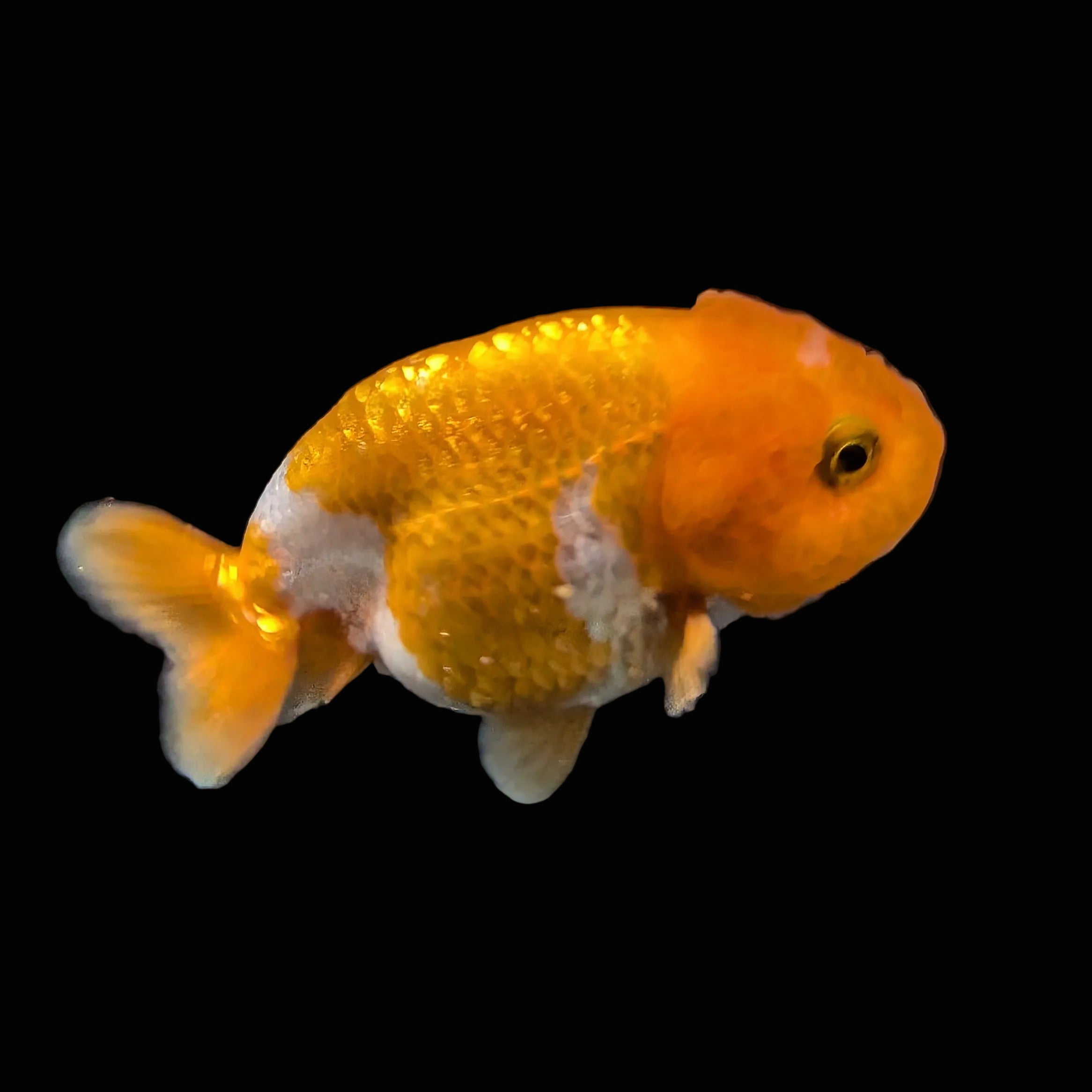 Ranchu Red White 3"-3.5" in. ID#403R7A-010