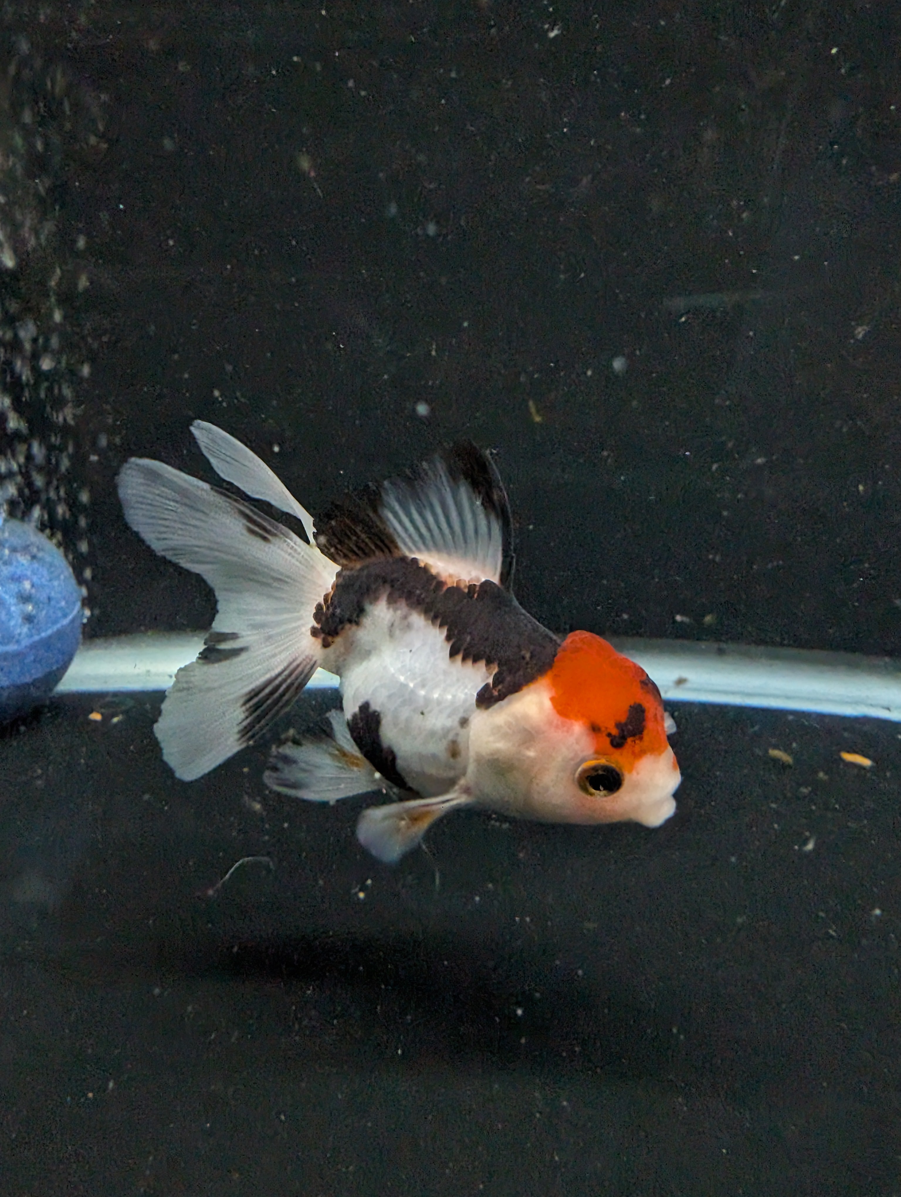 Thai Juvenile Oranda Tricolor 3"-3.5" in.  ID#626T1A-005