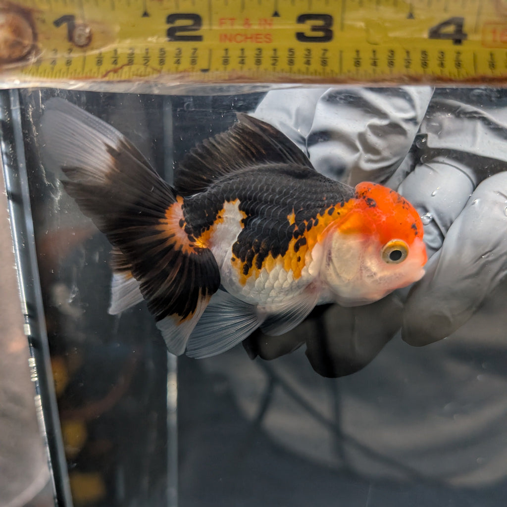 Juvenile Oranda Tricolor 3.5"-4" in.  ID#403T8A-007