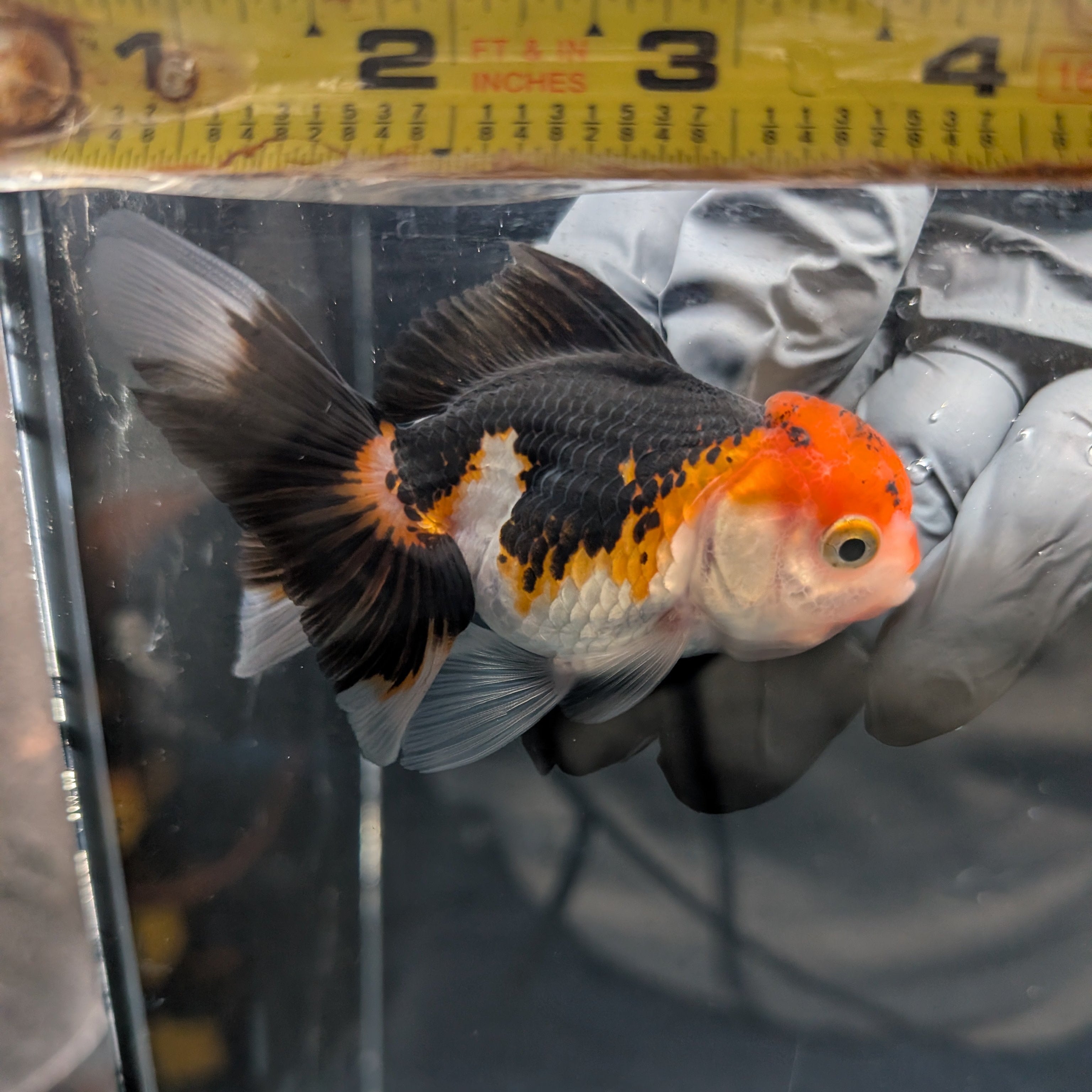 Juvenile Oranda Tricolor 3.5"-4" in.  ID#403T8A-007