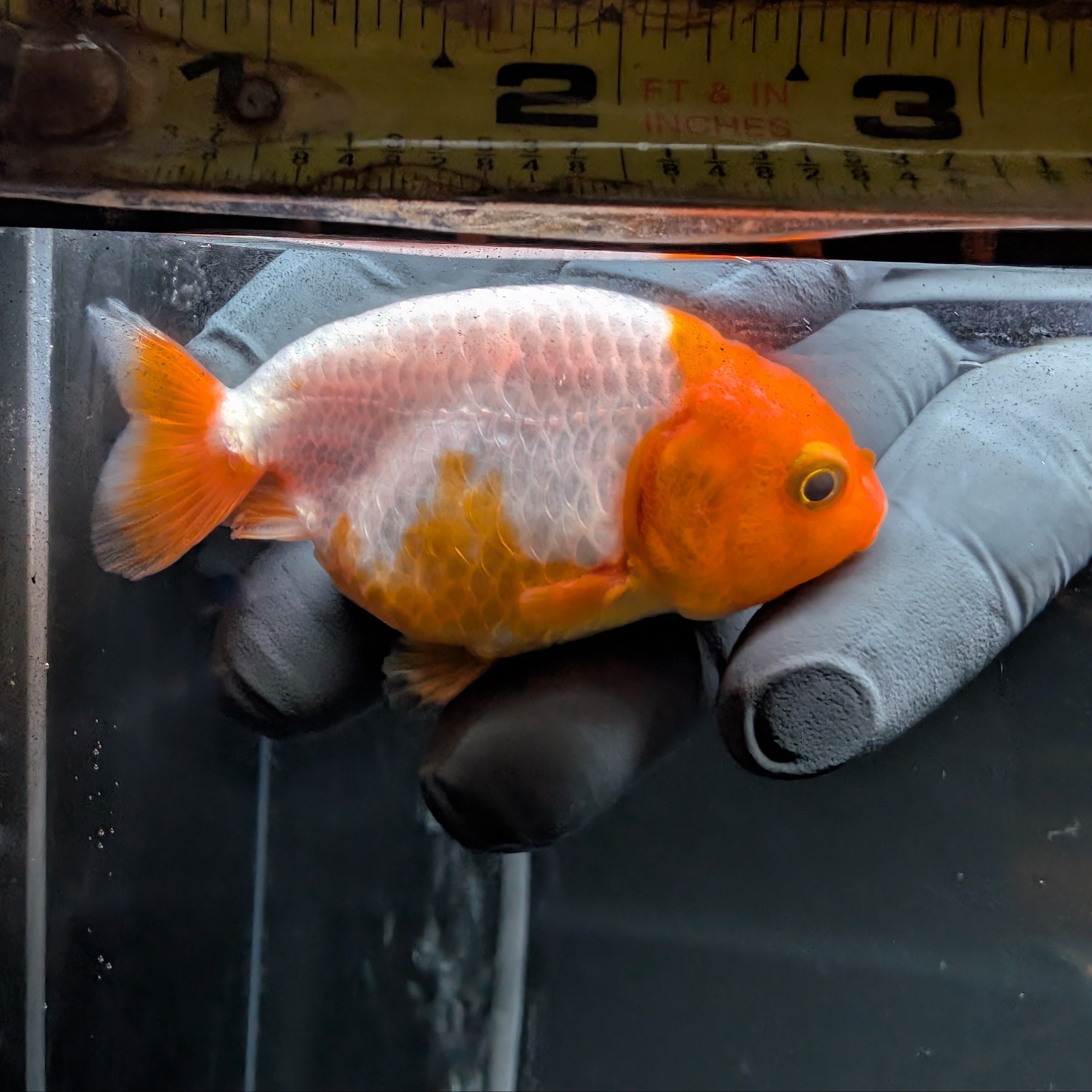 Baby Ranchu Red White 2.5"-3" in. ID#515R4A-002