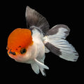 LUIGI *Boss 501 Juvenile Oranda Tricolor 3.5"-4" in.  ID#501T2A-010
