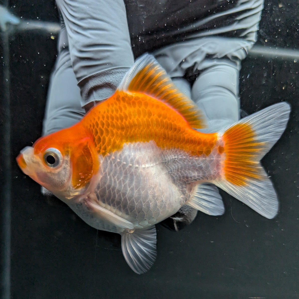 Tamasaba Red White 3"-3.5" in. ID#1009TM1B-006