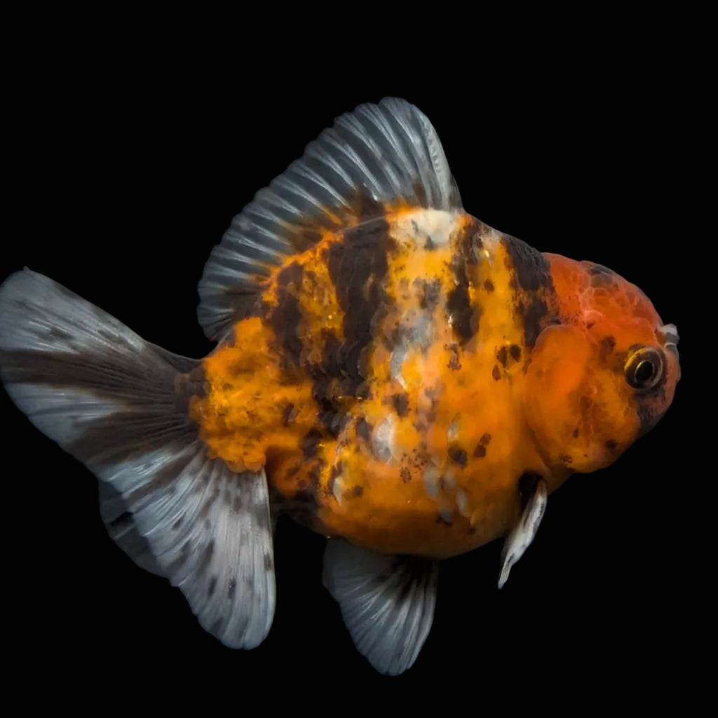 Thai Oranda Shogun Tiger Calico 4" in. ID#626SG7A-004