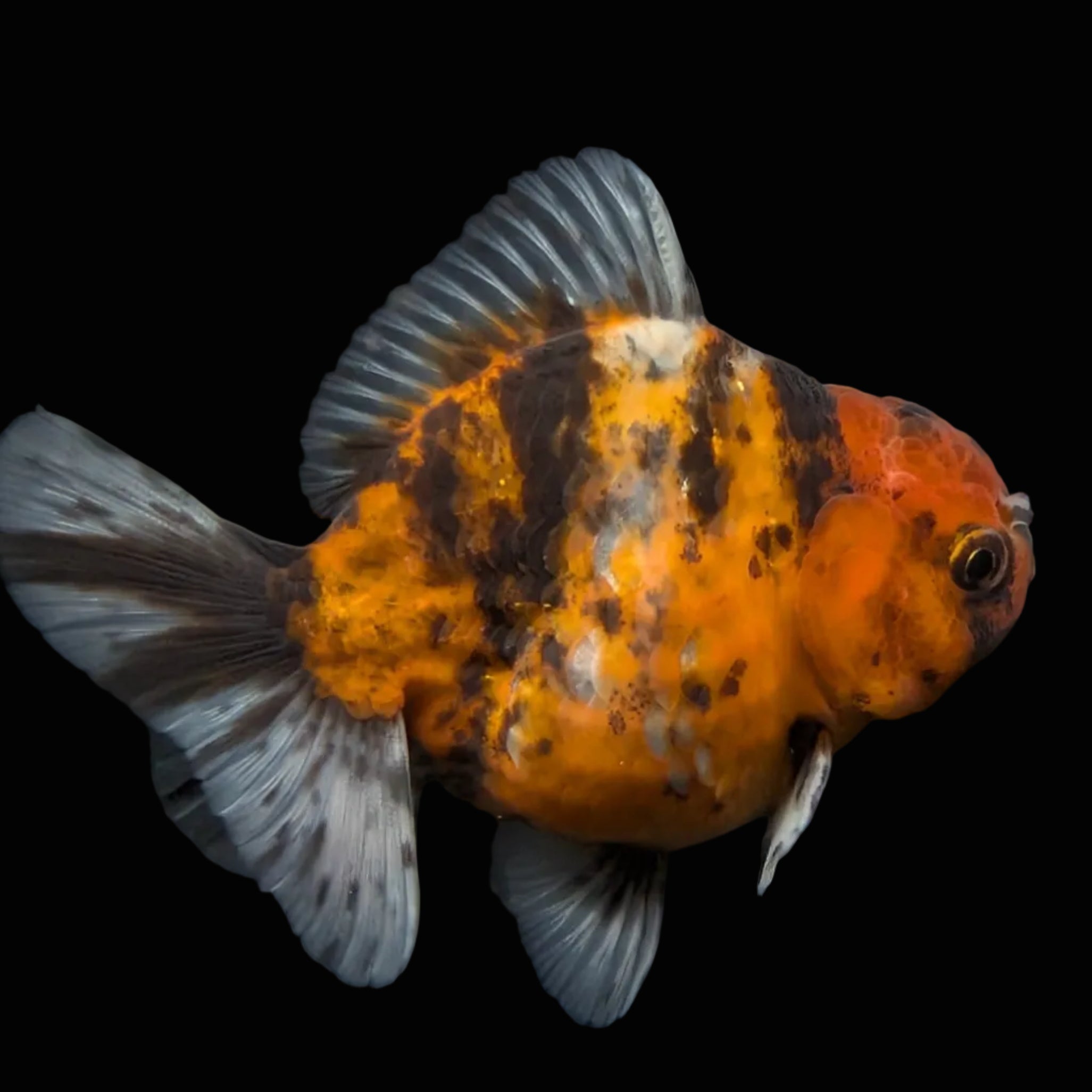 Thai Oranda Shogun Tiger Calico 4" in. ID#626SG7A-004