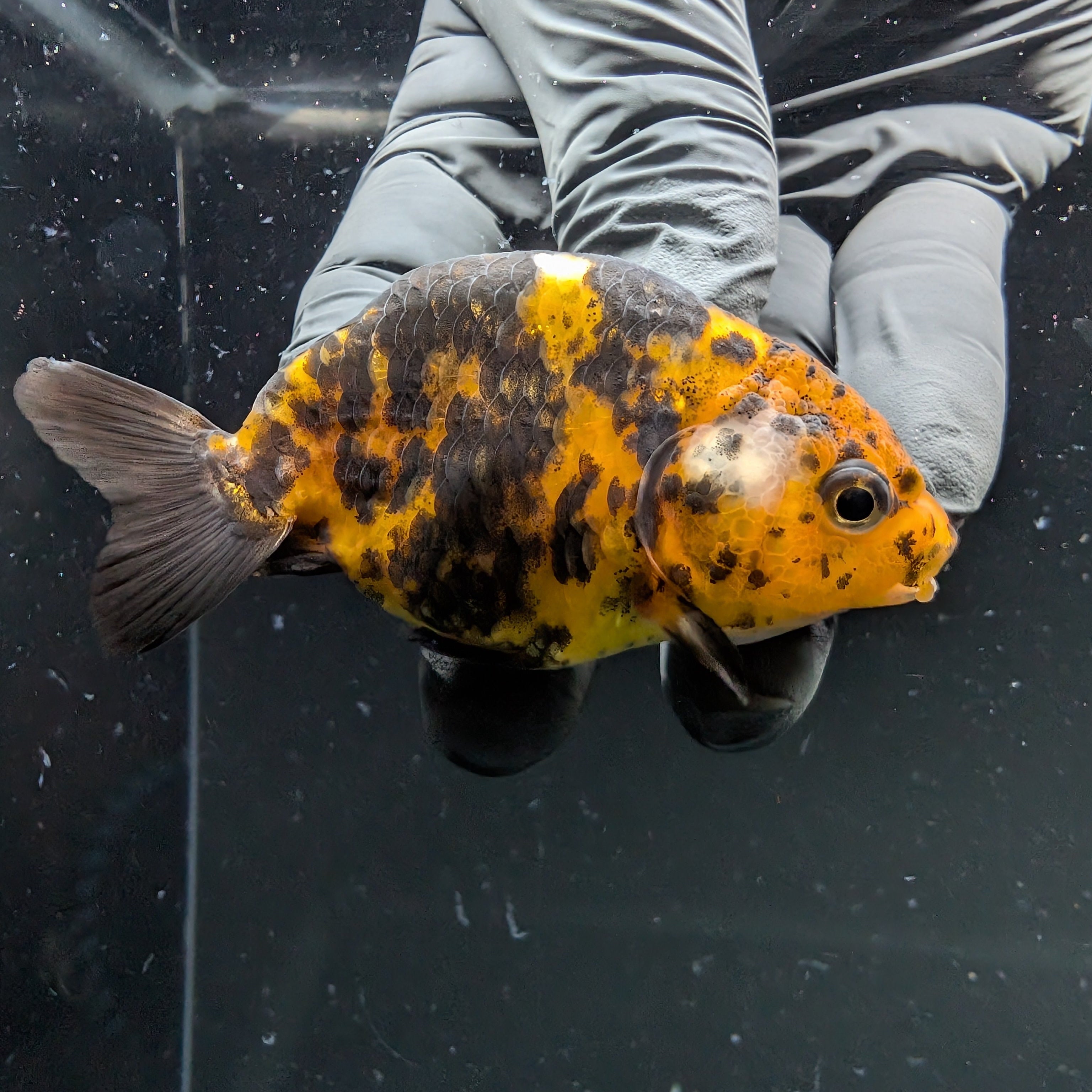 Ranchu Calico 2.5"-3" in. ID#724R4A-033