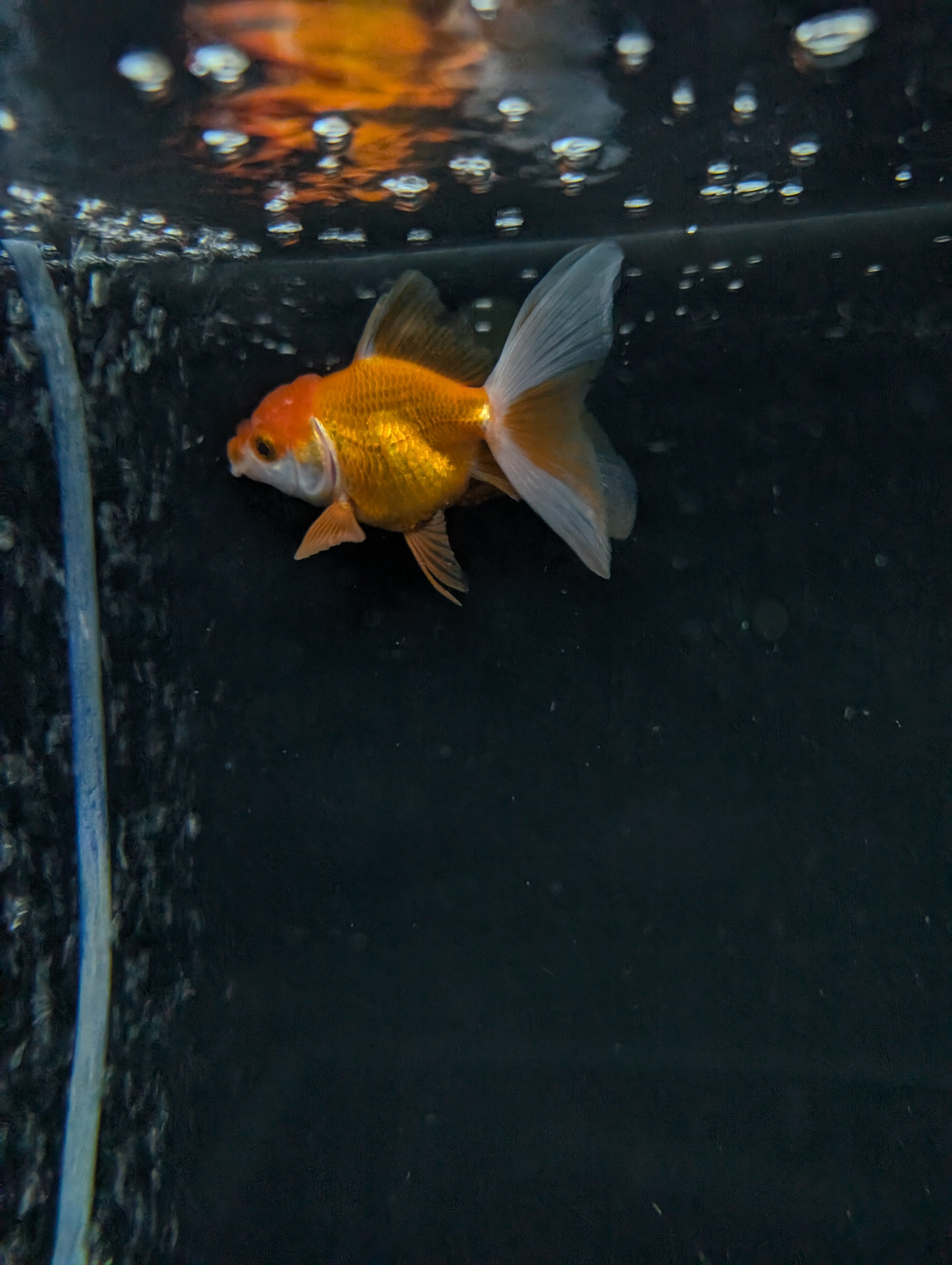 Juvenile Oranda  Red White 3"-3.5"in.  ID#619T1A-013