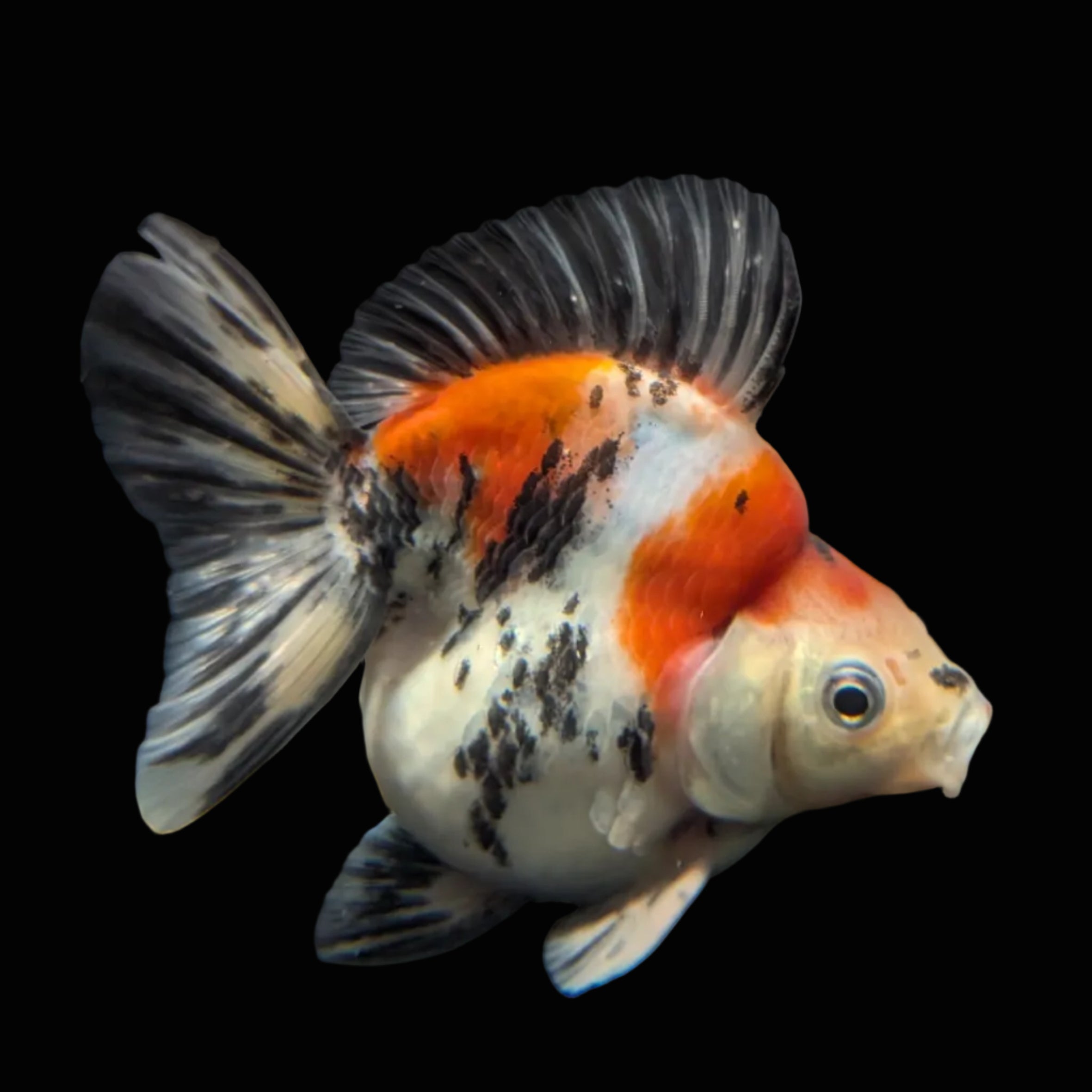 Jumbo Ryukin Short Tail Kirin Calico 4"-4.5" in. ID#3204B-006