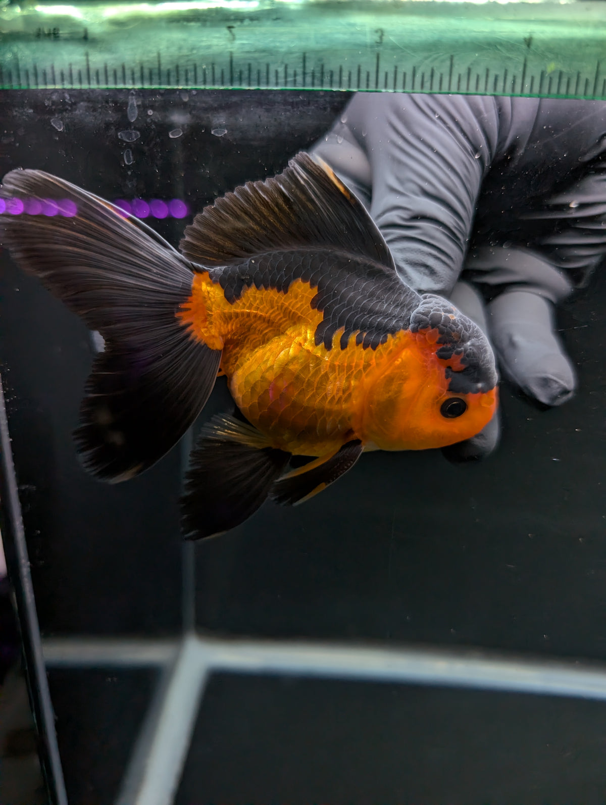 Thai Oranda Red Black 4"-4.5"in.  ID#1016T1A-004
