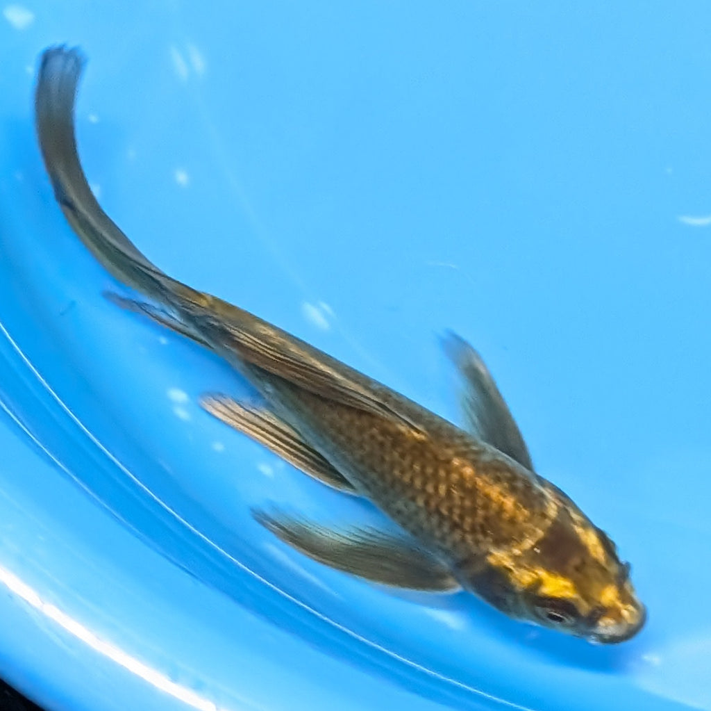 Matsuba Butterfly Koi  6"-7" in. ID#727BFK-010