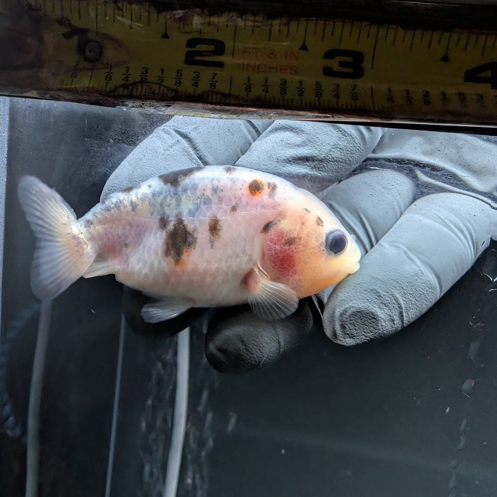 Ranchu Calico 3"-3.5" in. ID#522R4A-008