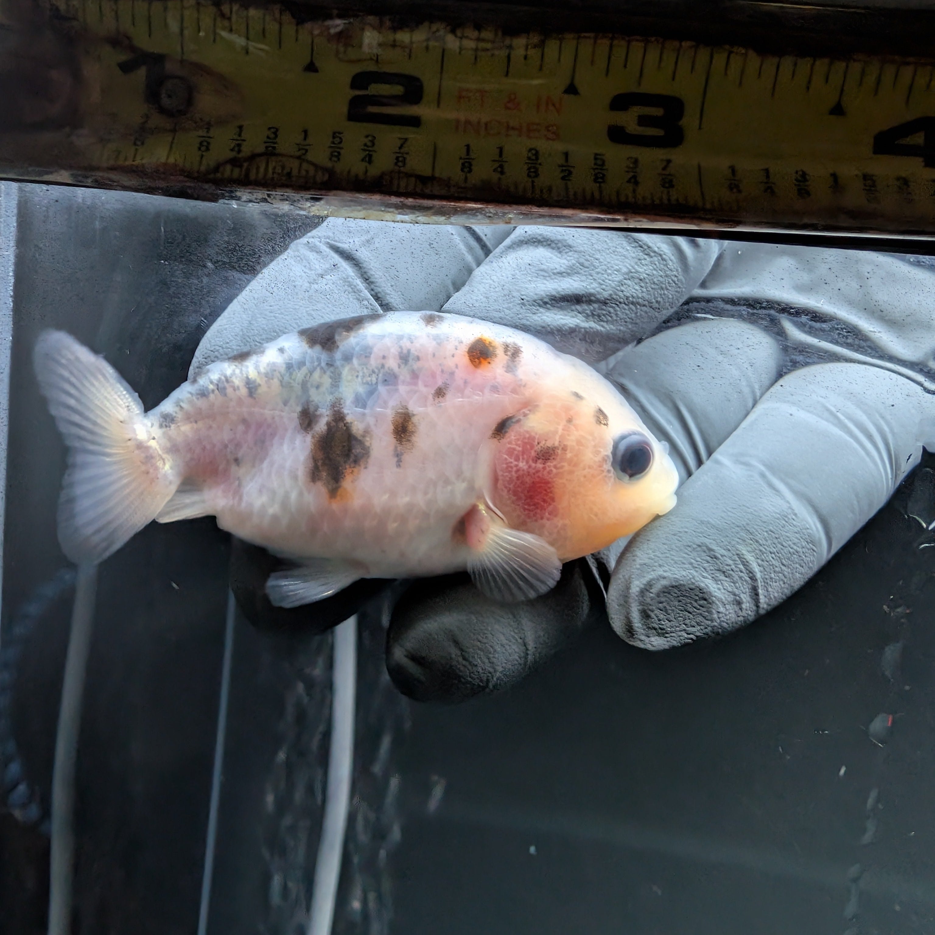 Ranchu Calico 3"-3.5" in. ID#522R4A-008