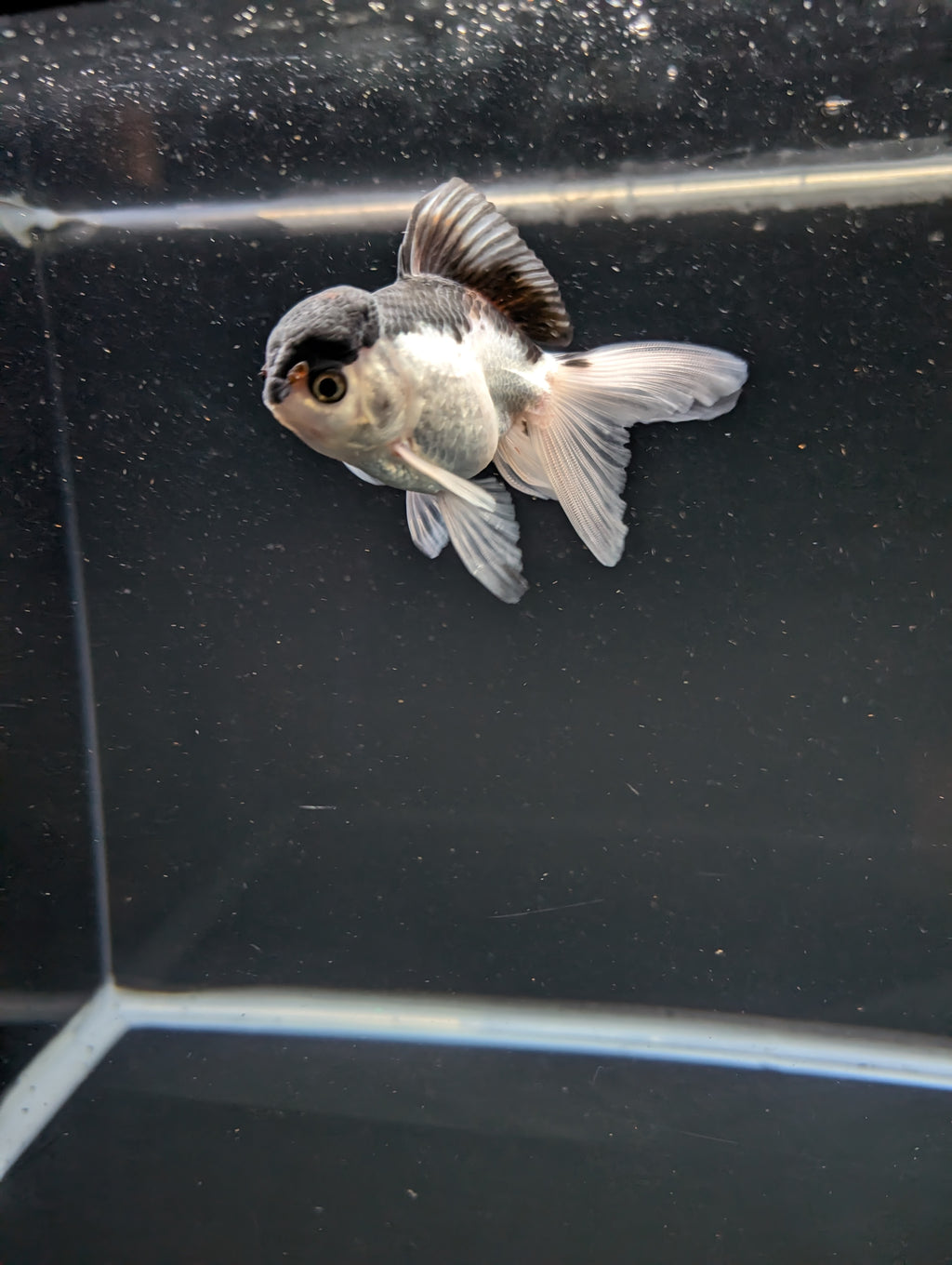 Juvenile Oranda Panda 3.5"-4" in.  ID#508T2A-030