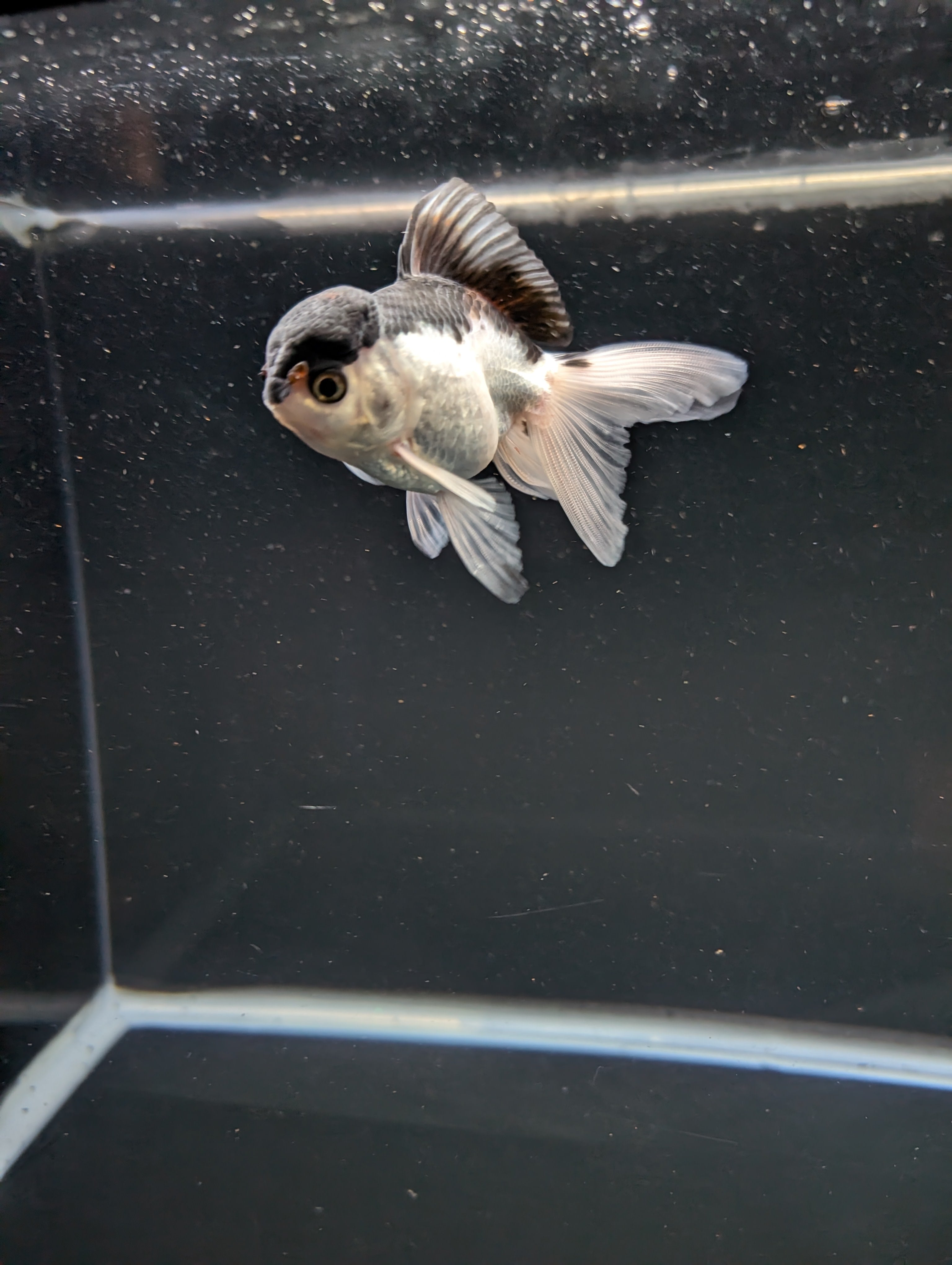Juvenile Oranda Panda 3.5"-4" in.  ID#508T2A-030