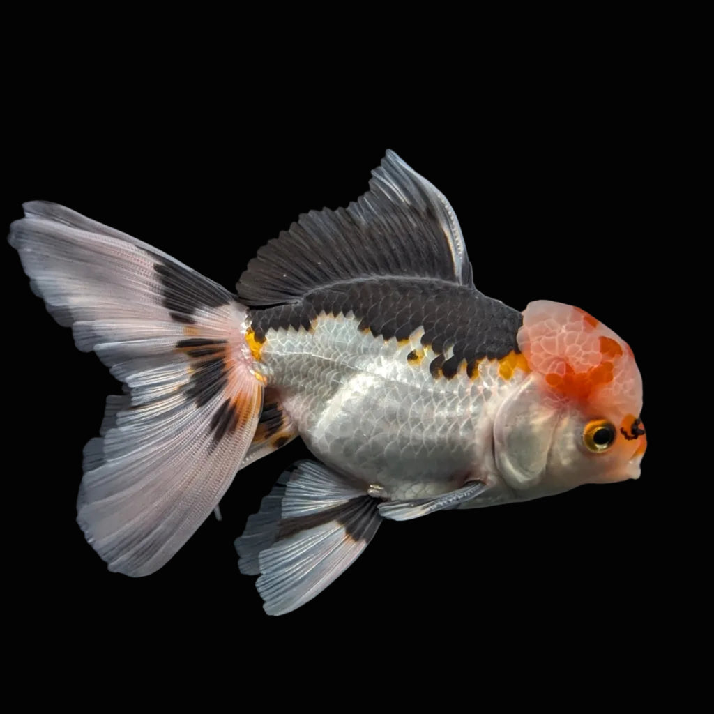 Thai Oranda Tricolor  4.5"-5"  ID#718T5B-003