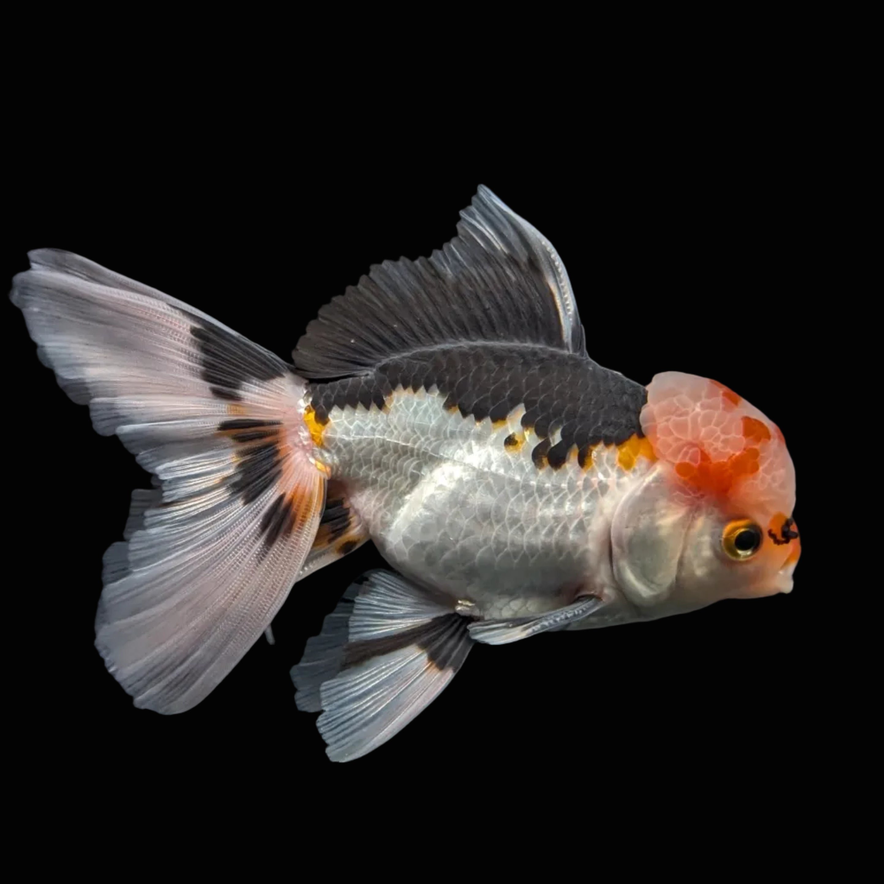 Thai Oranda Tricolor  4.5"-5"  ID#718T5B-003