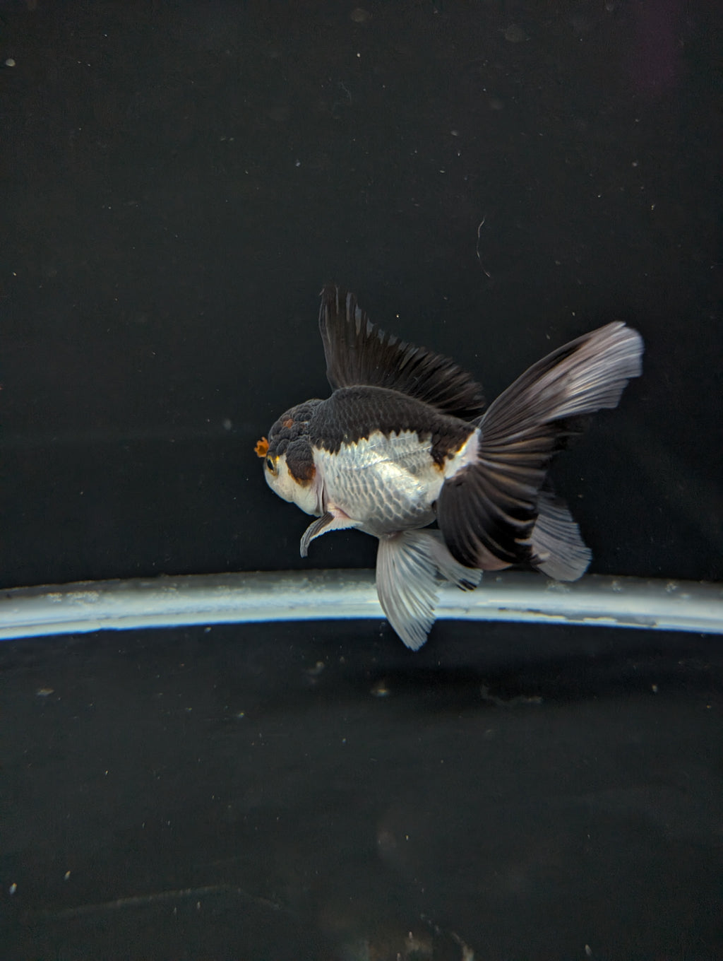 Thai Oranda Panda Tricolor 4"-4.5"in.  ID#1023T1A-026