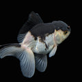 Thai Juvenile Oranda Panda 3"-3.5" in.  ID#717T1A-002